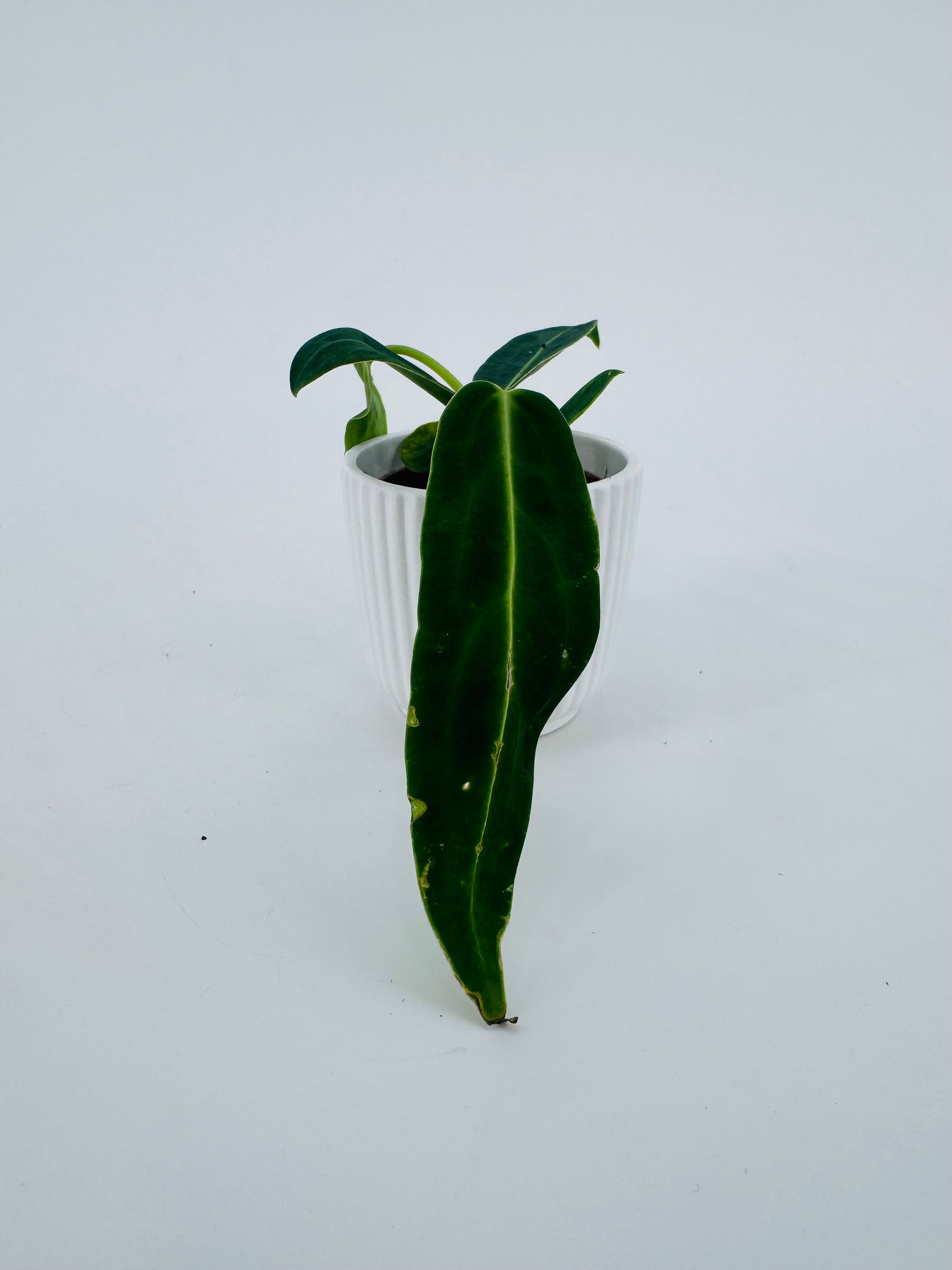 ANTHURIUM WAROCQUEANUM M6