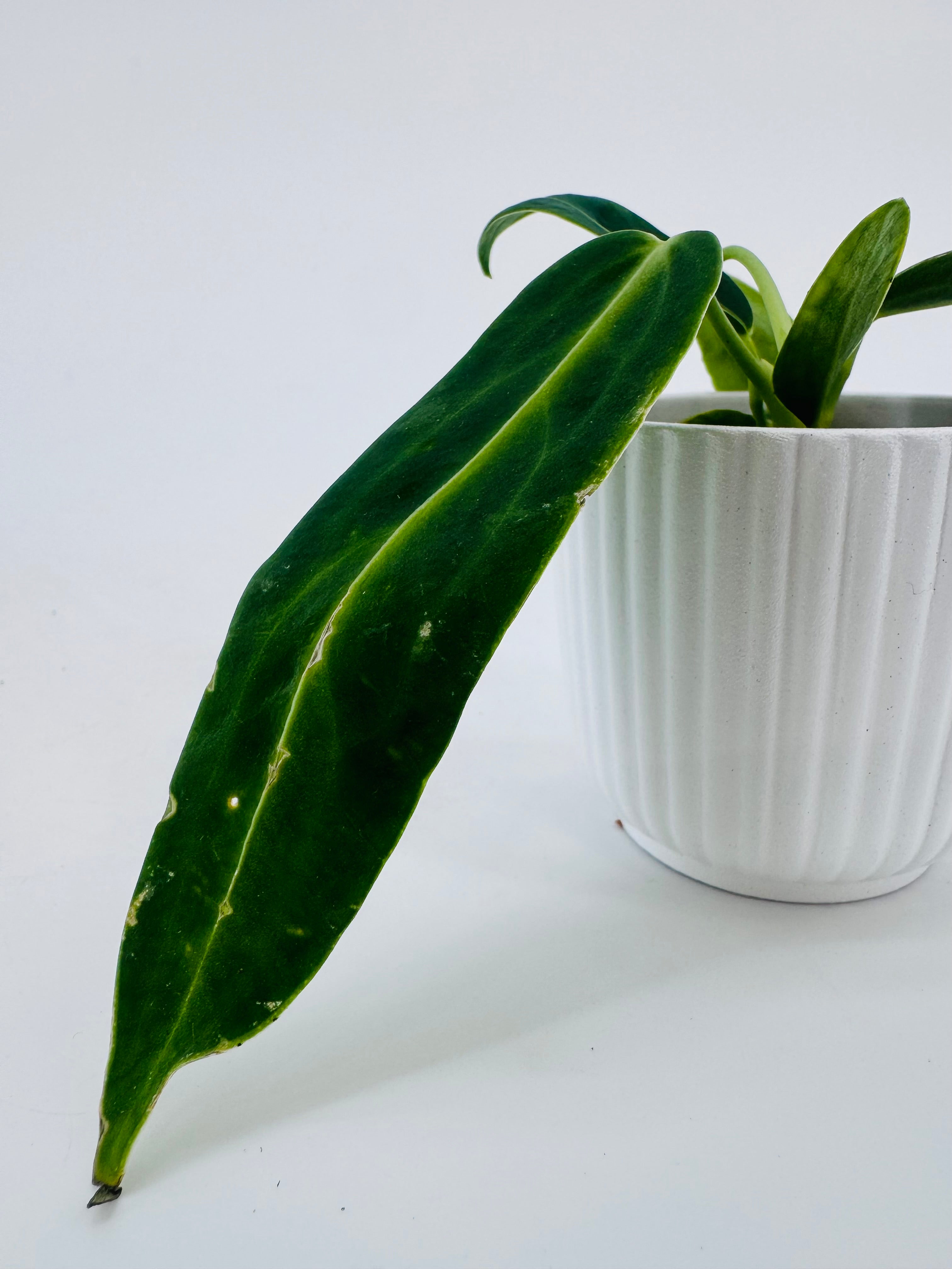 ANTHURIUM WAROCQUEANUM M6