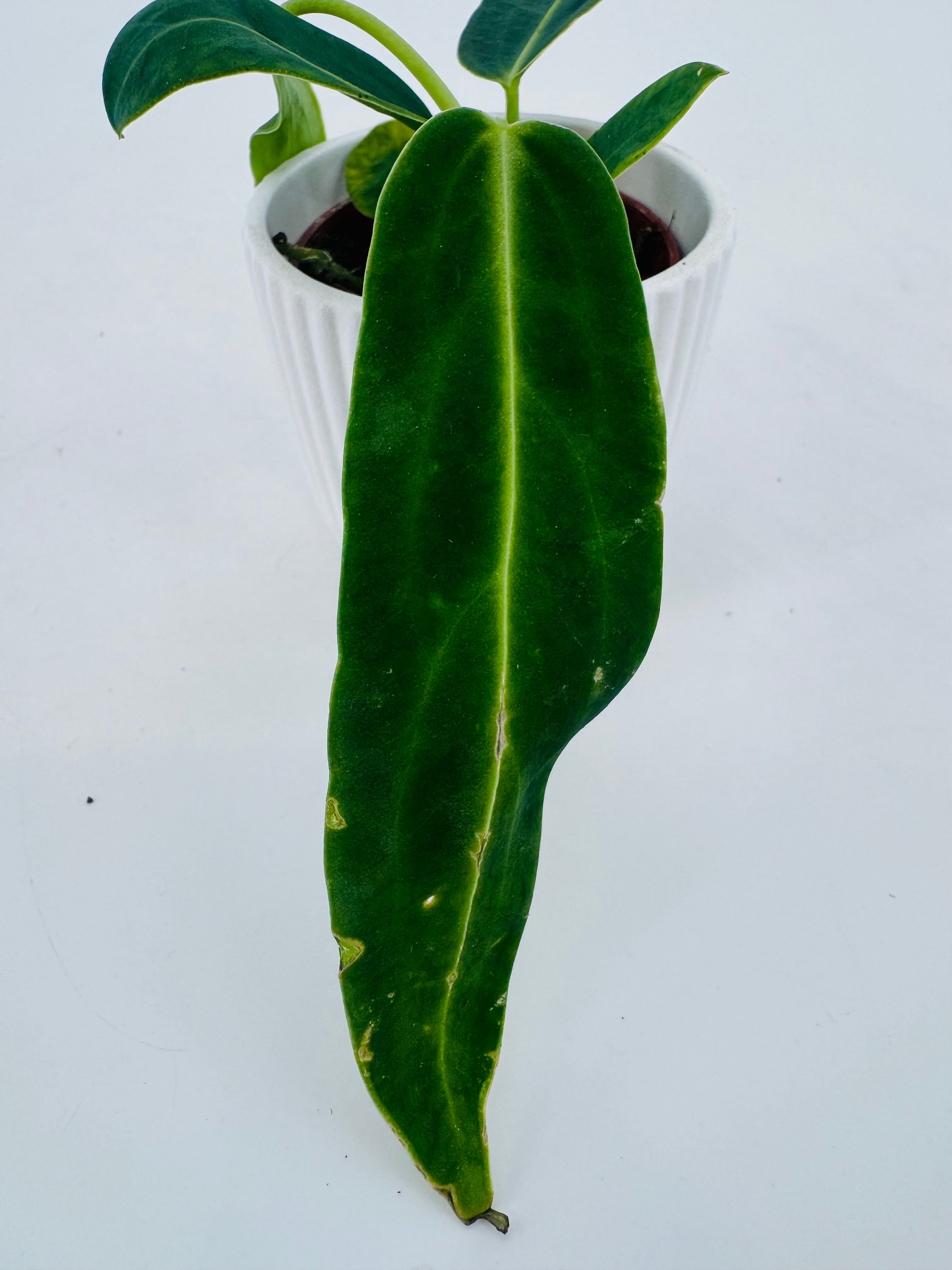 ANTHURIUM WAROCQUEANUM M6