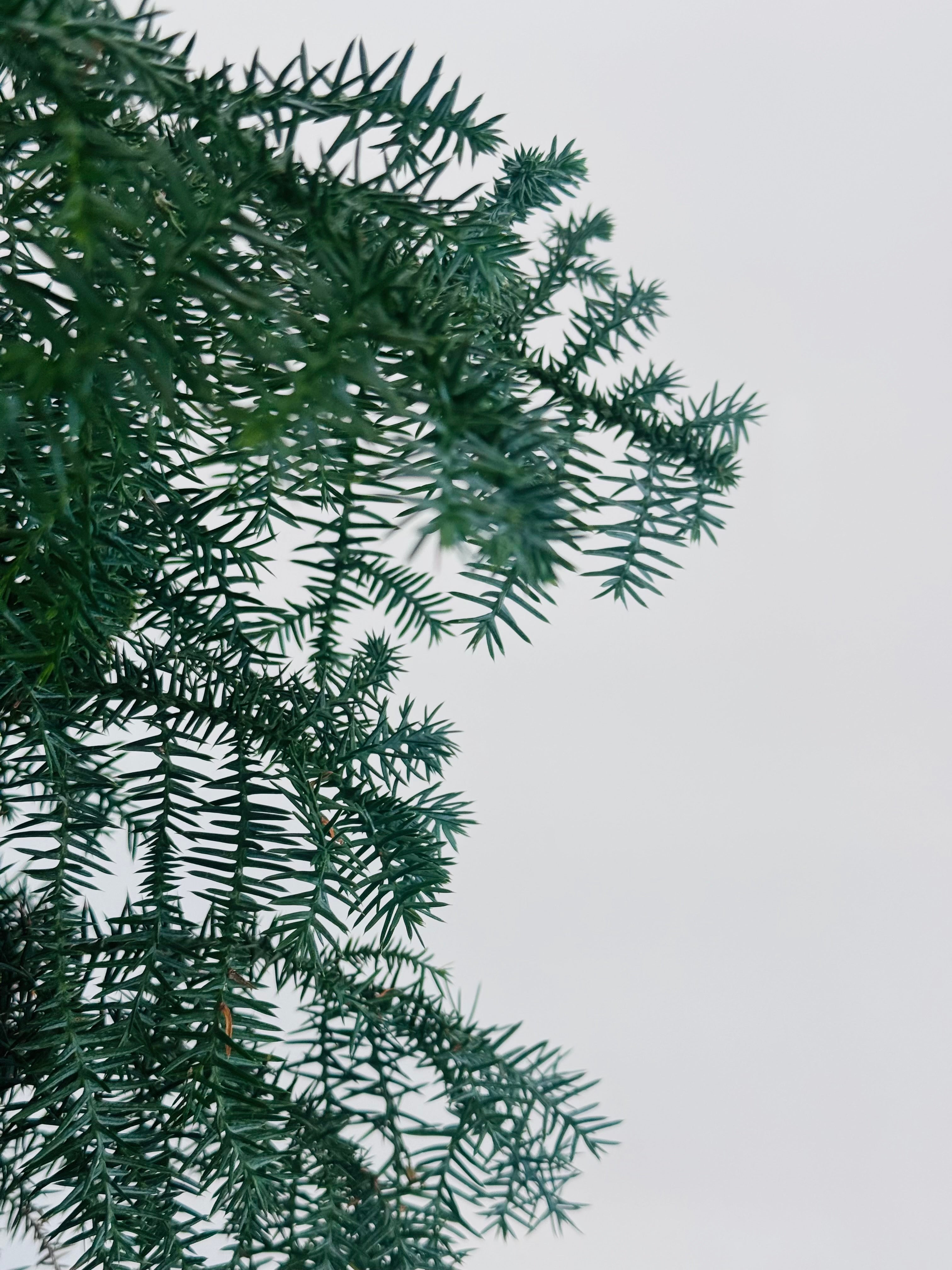 ARAUCARIA CUNNINGHAMII M27