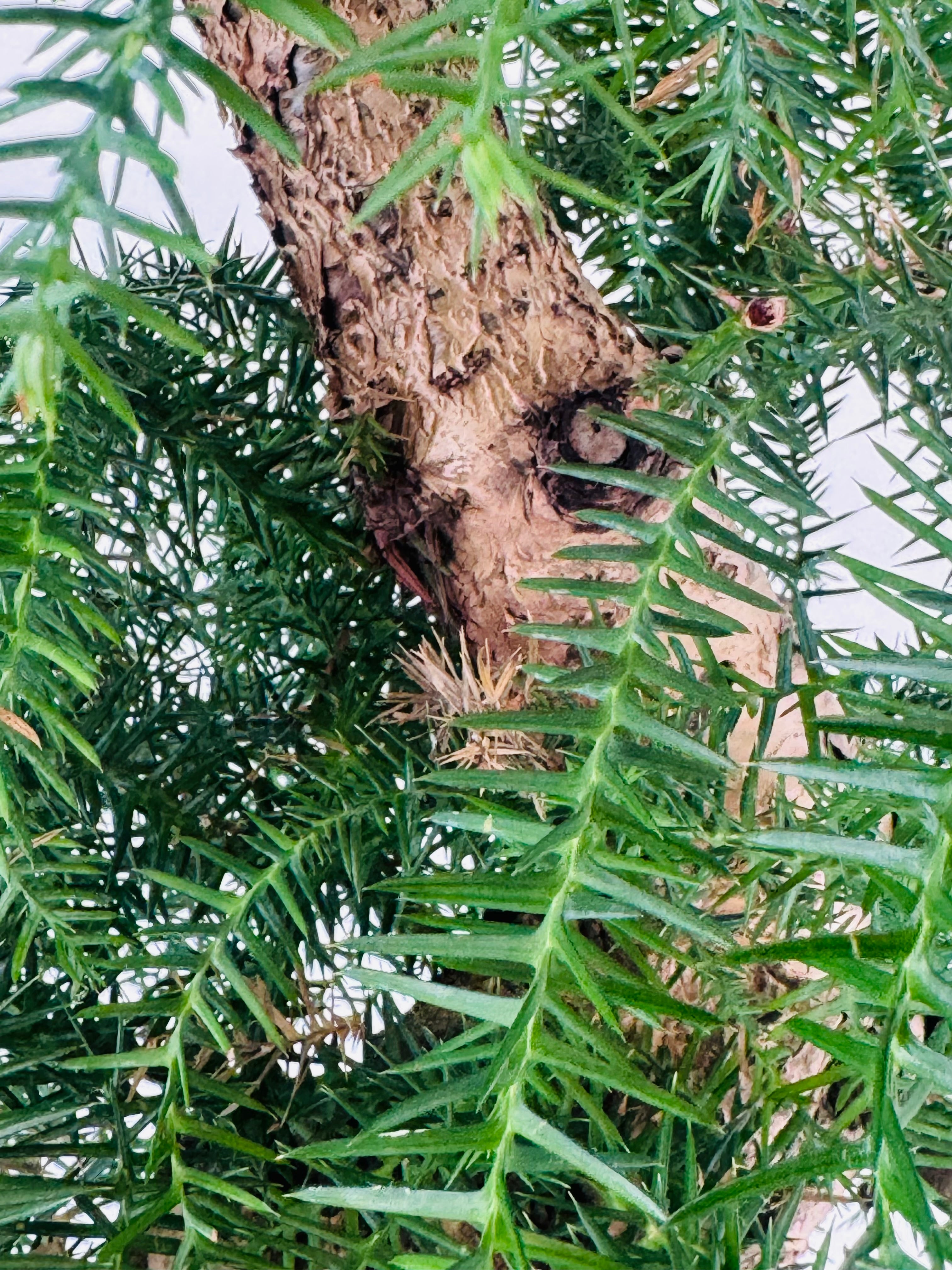 ARAUCARIA CUNNINGHAMII M27