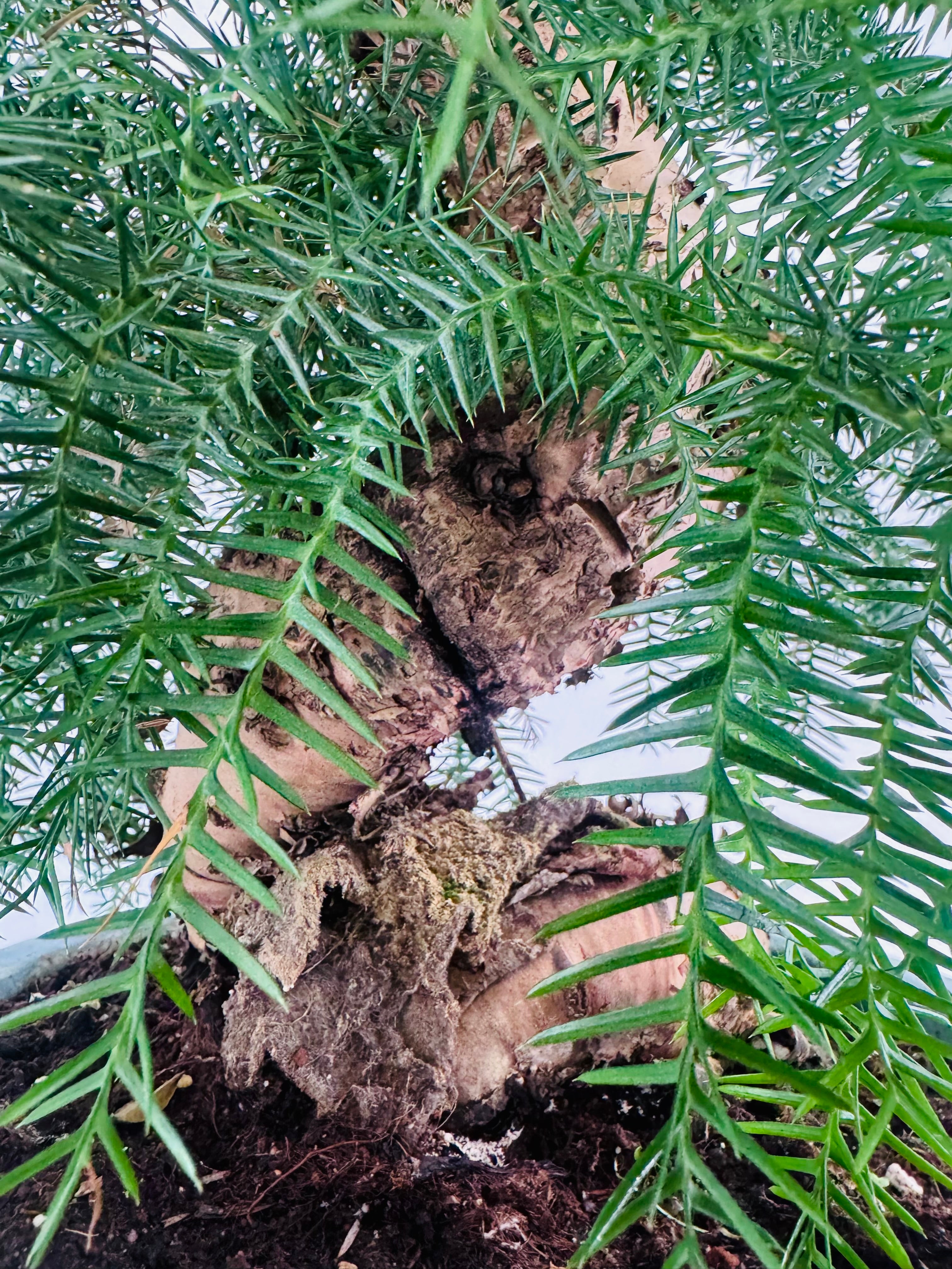 ARAUCARIA CUNNINGHAMII M27