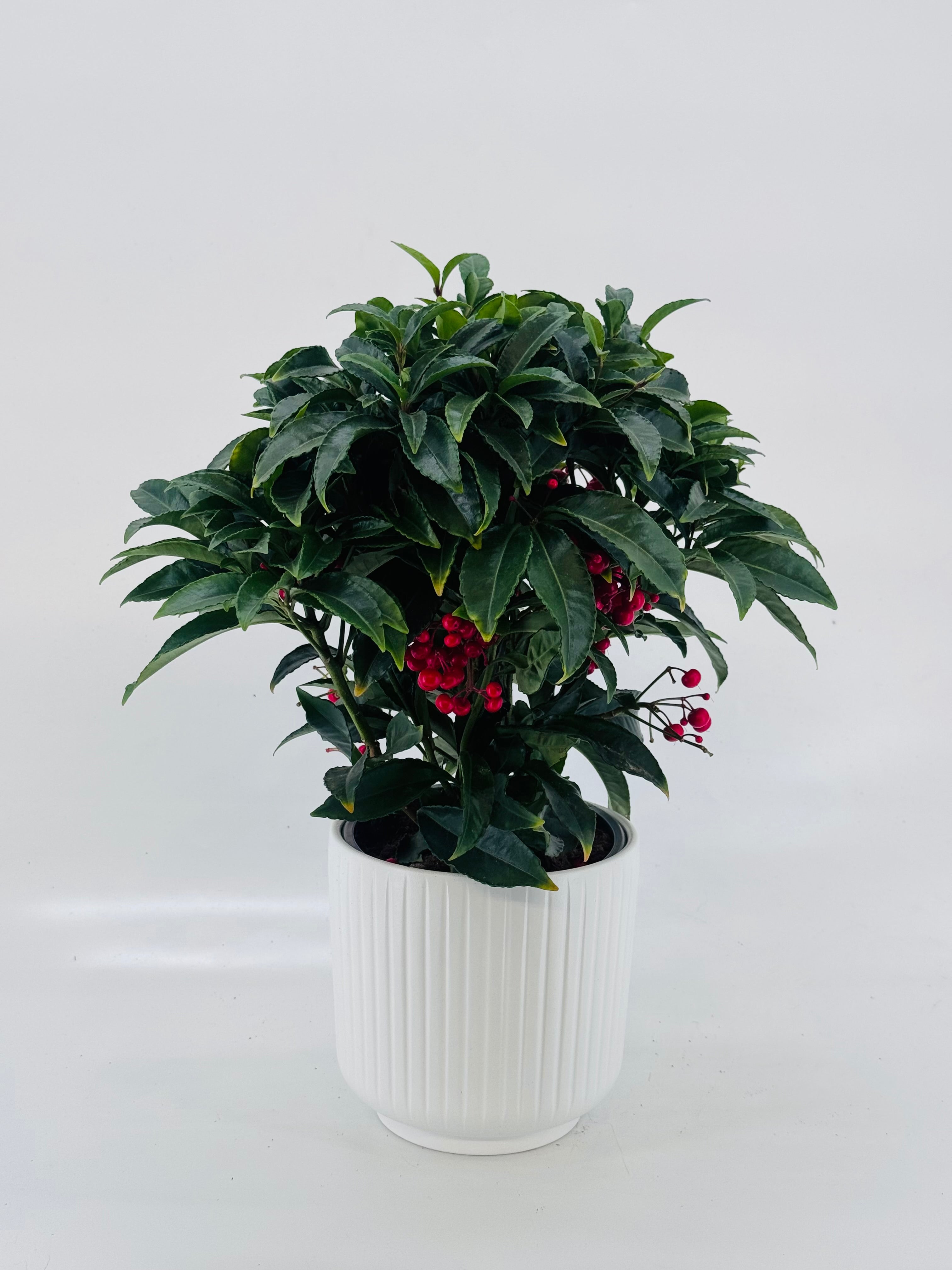 ARDISIA CREN BOS PREMIUM ROJO
