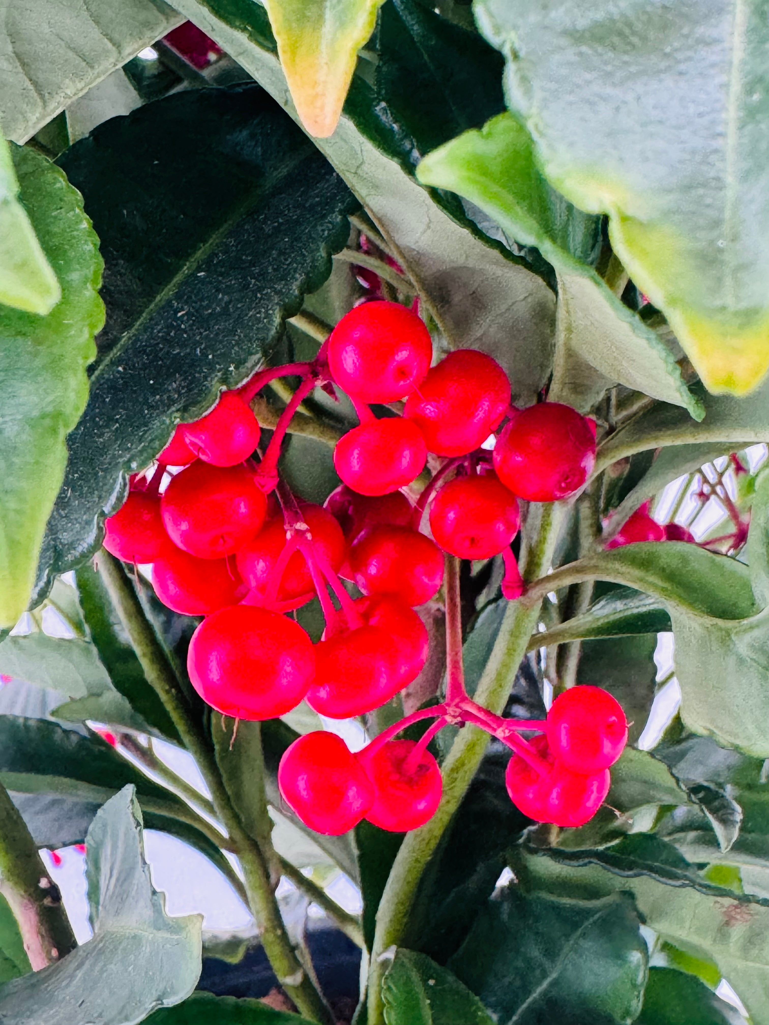 ARDISIA CREN BOS PREMIUM ROJO