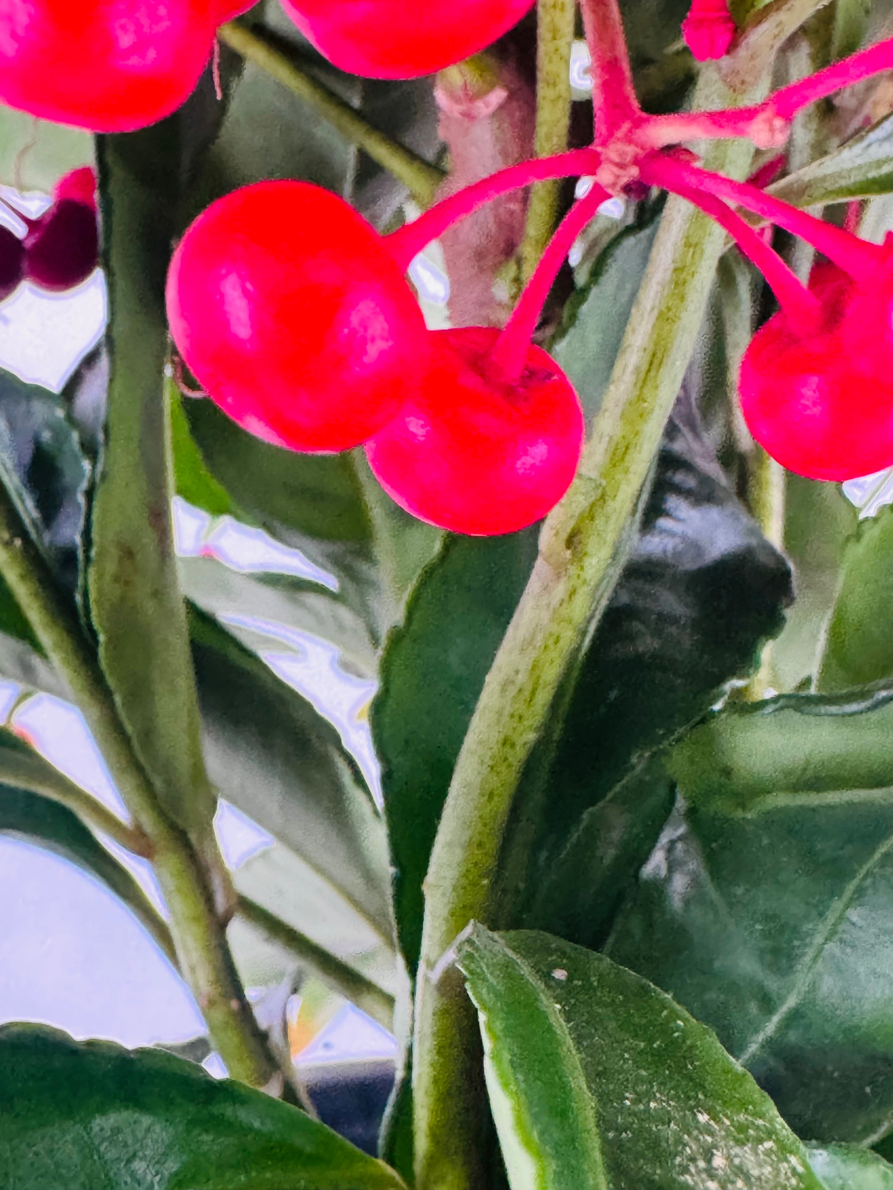 ARDISIA CREN BOS PREMIUM ROJO