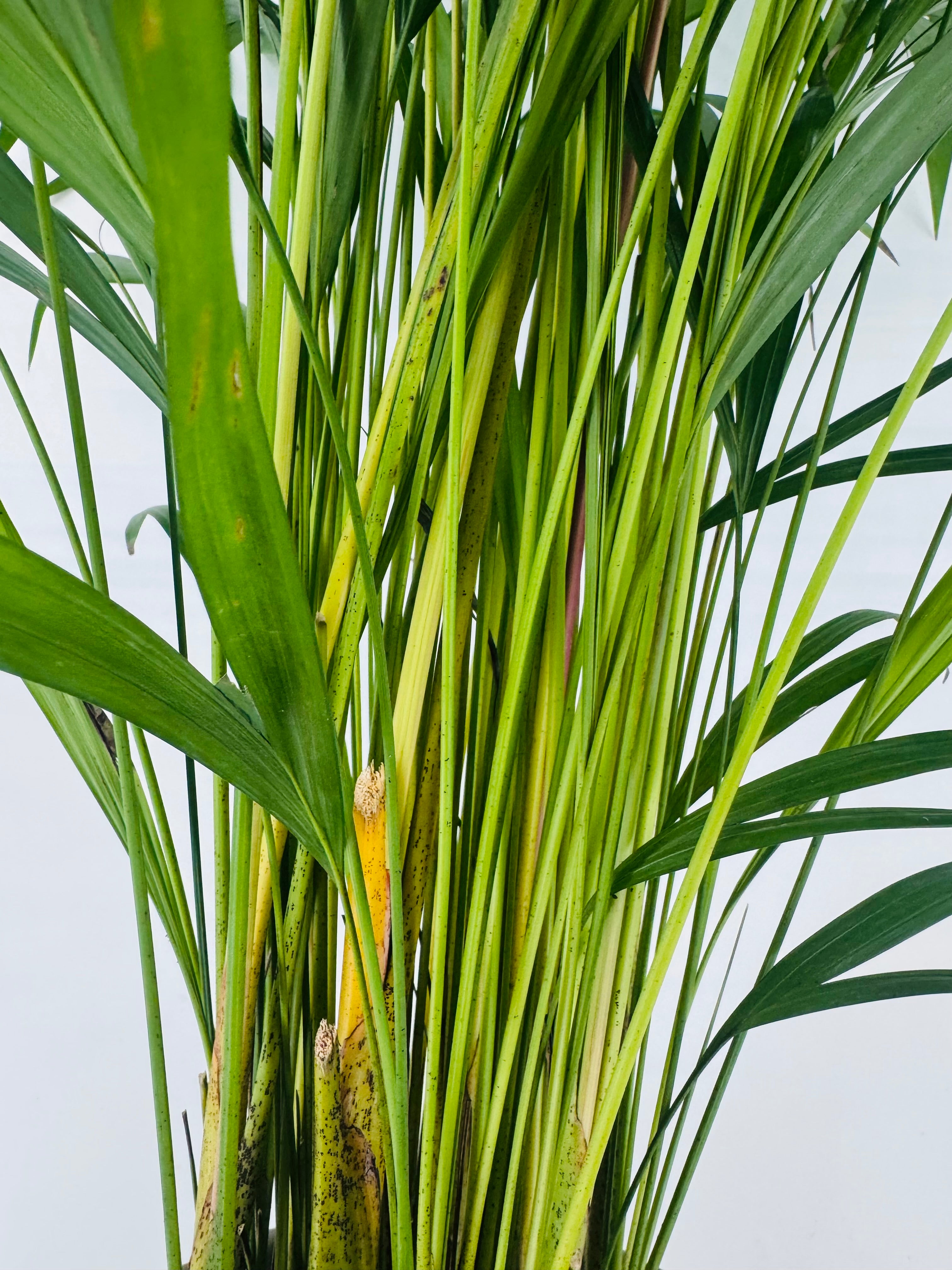 ARECA M21