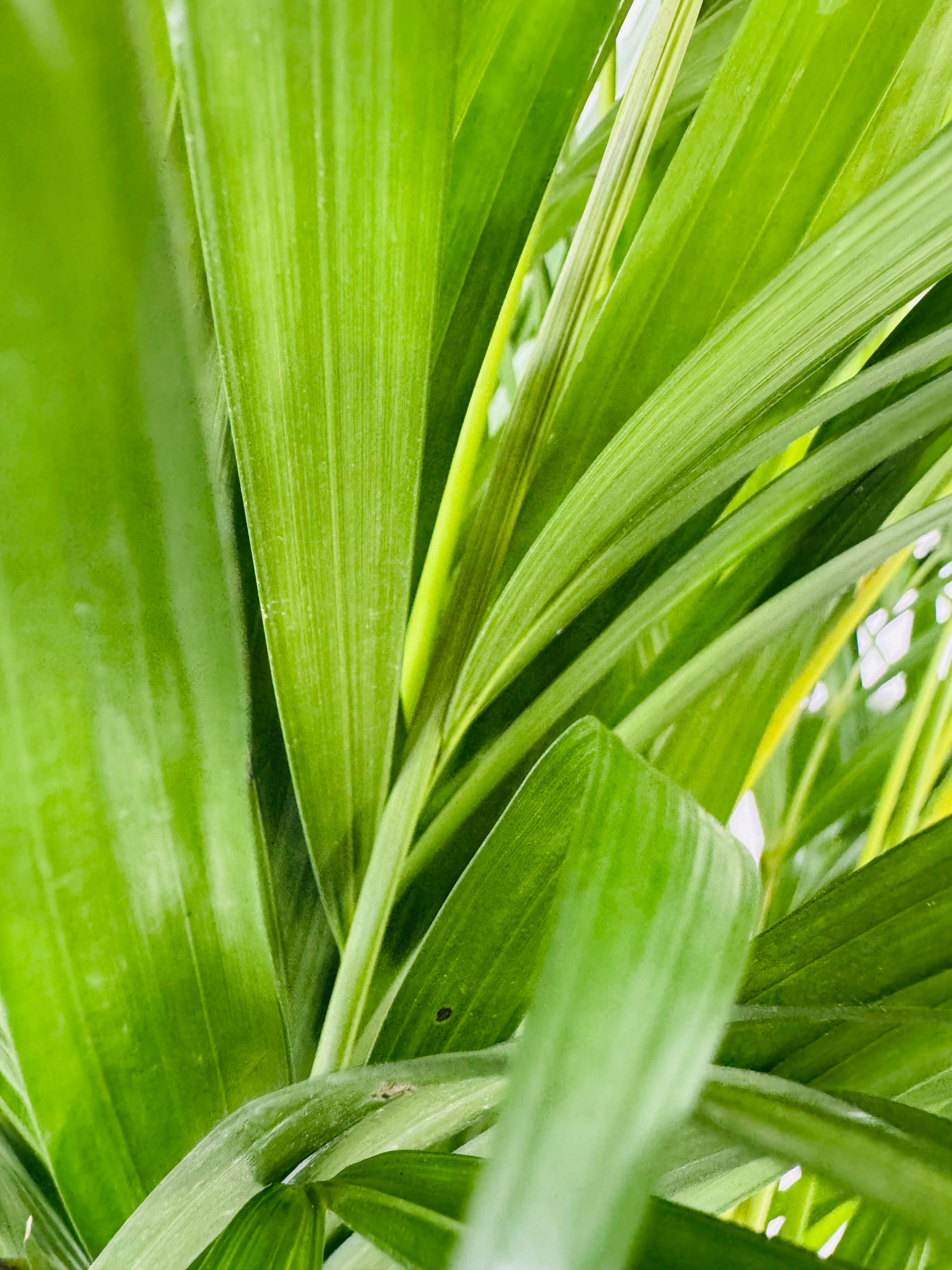 ARECA M21