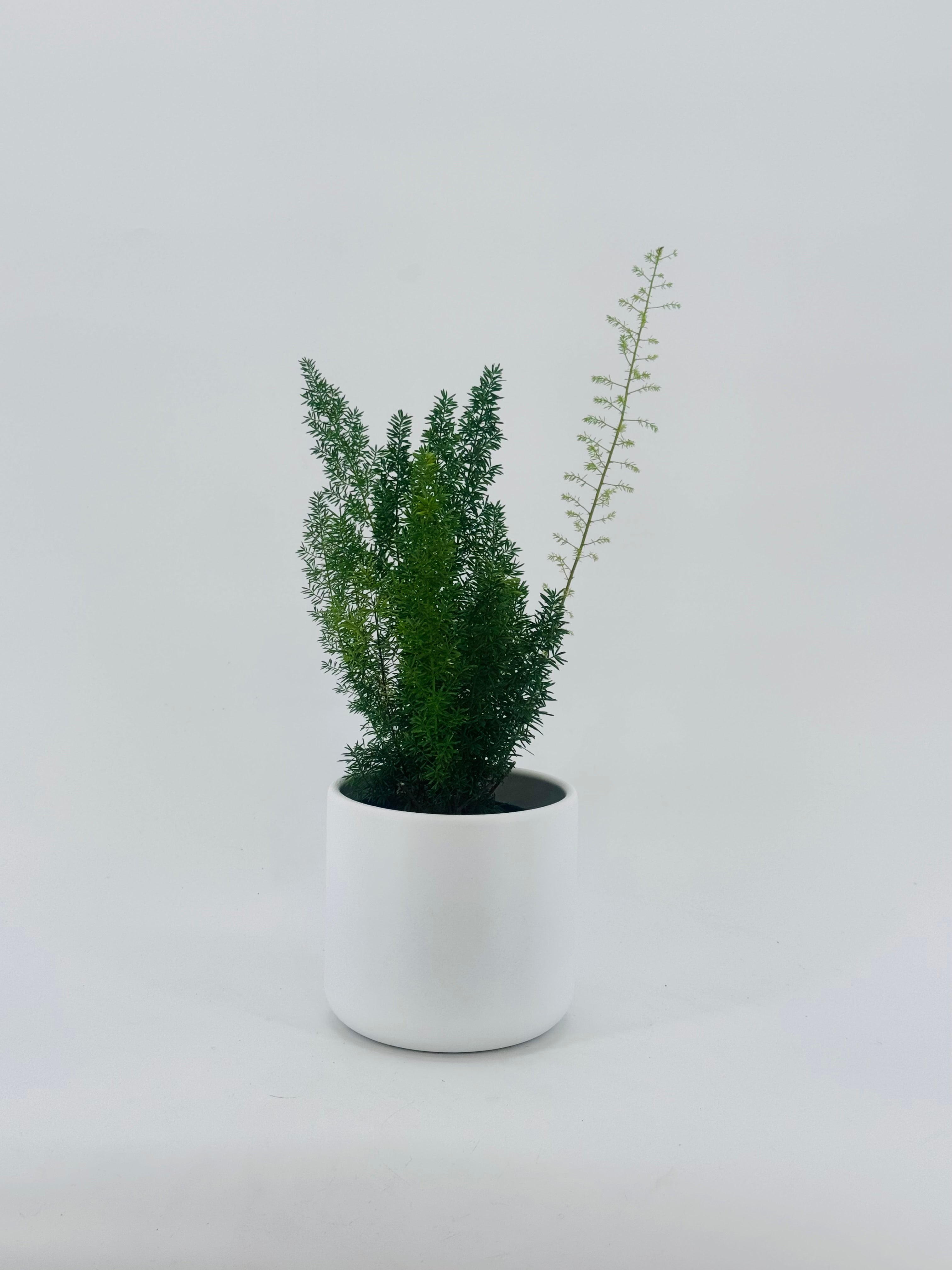 ASPARAGUS MEYERS M12