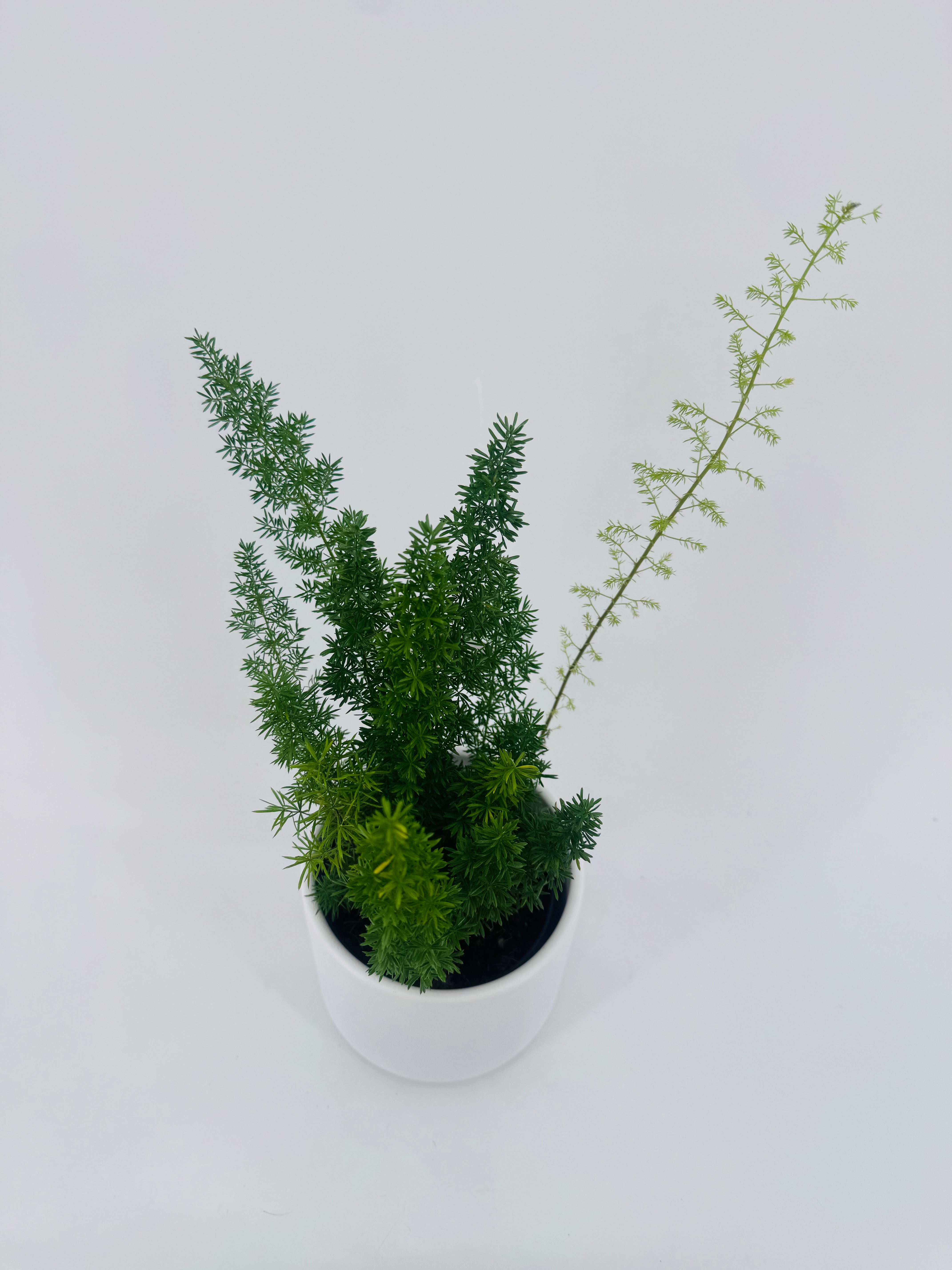 ASPARAGUS MEYERS M12