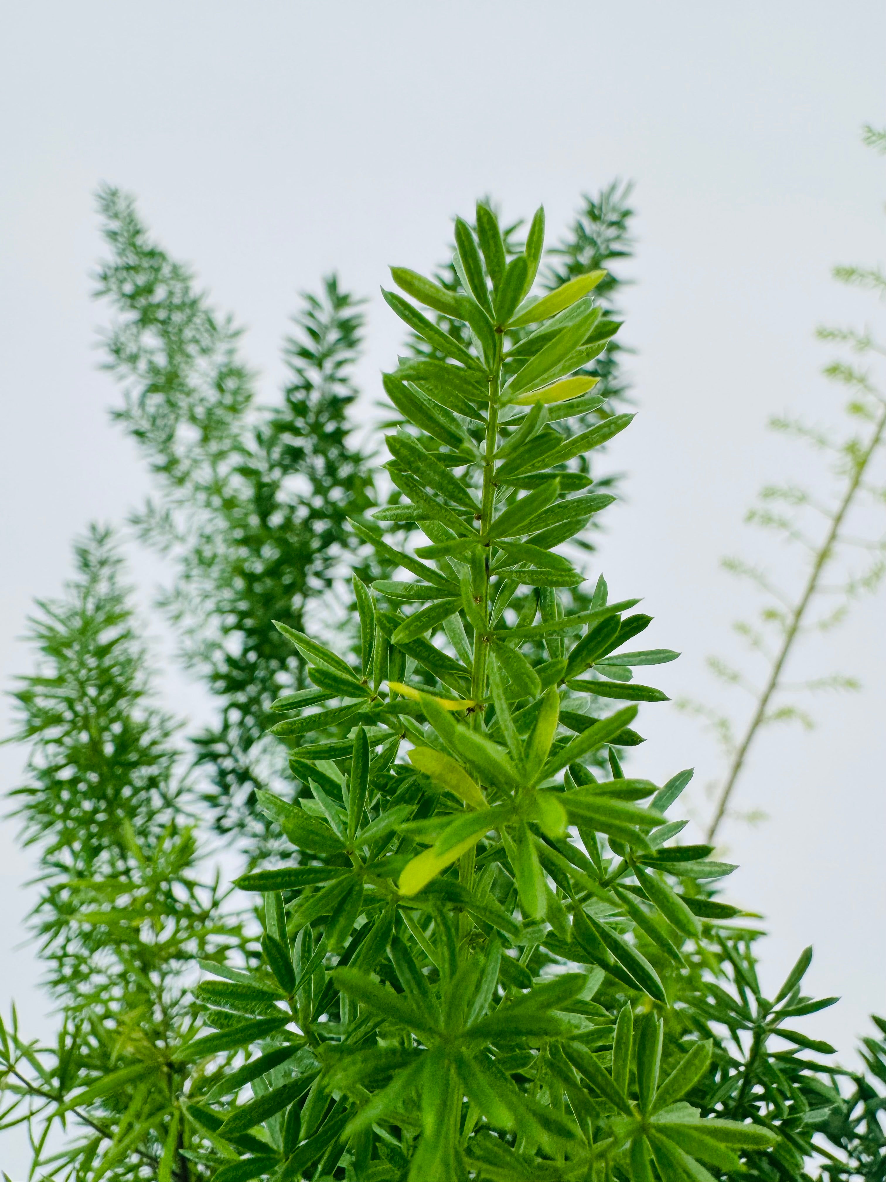 ASPARAGUS MEYERS M12