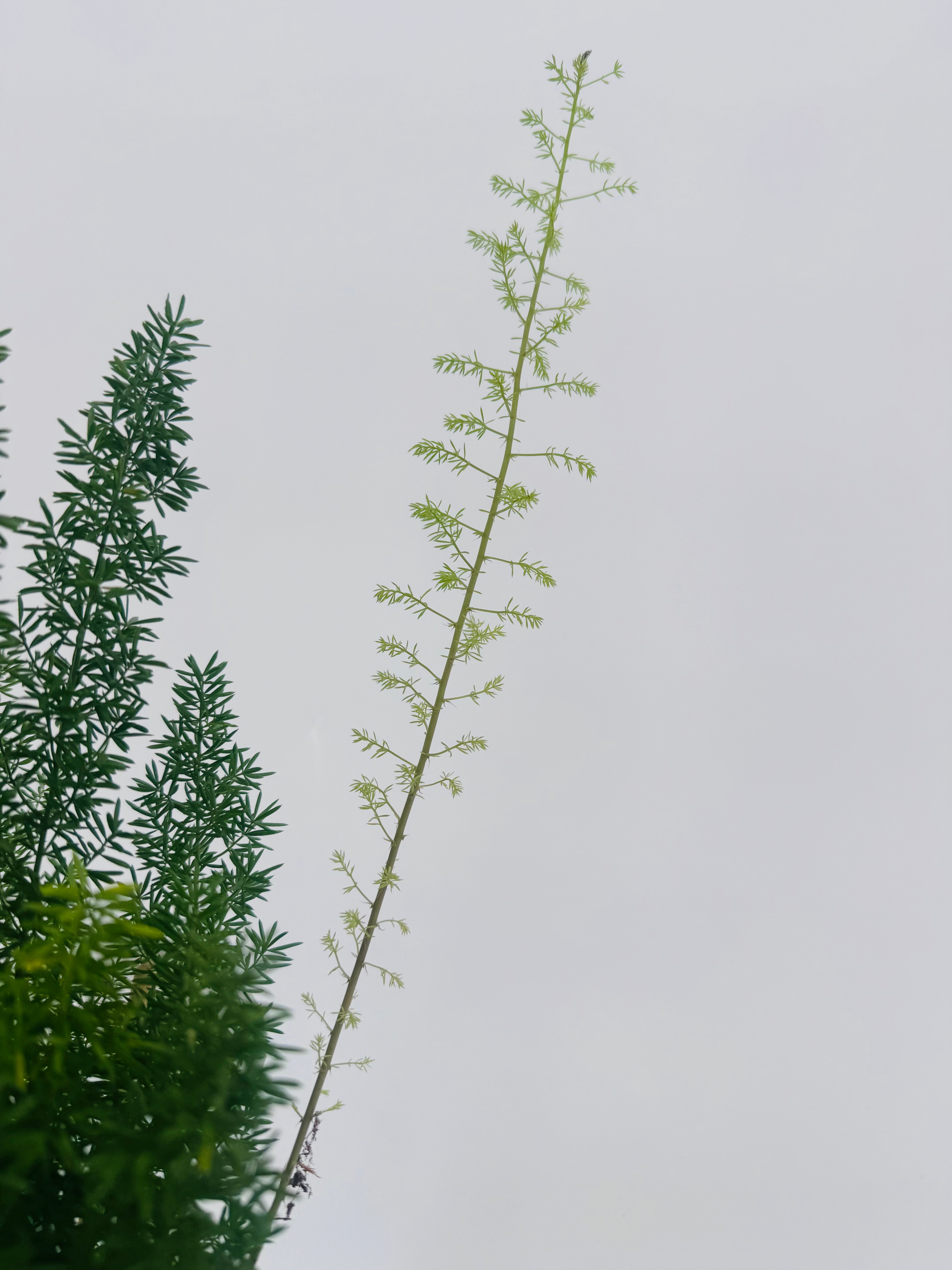 ASPARAGUS MEYERS M12