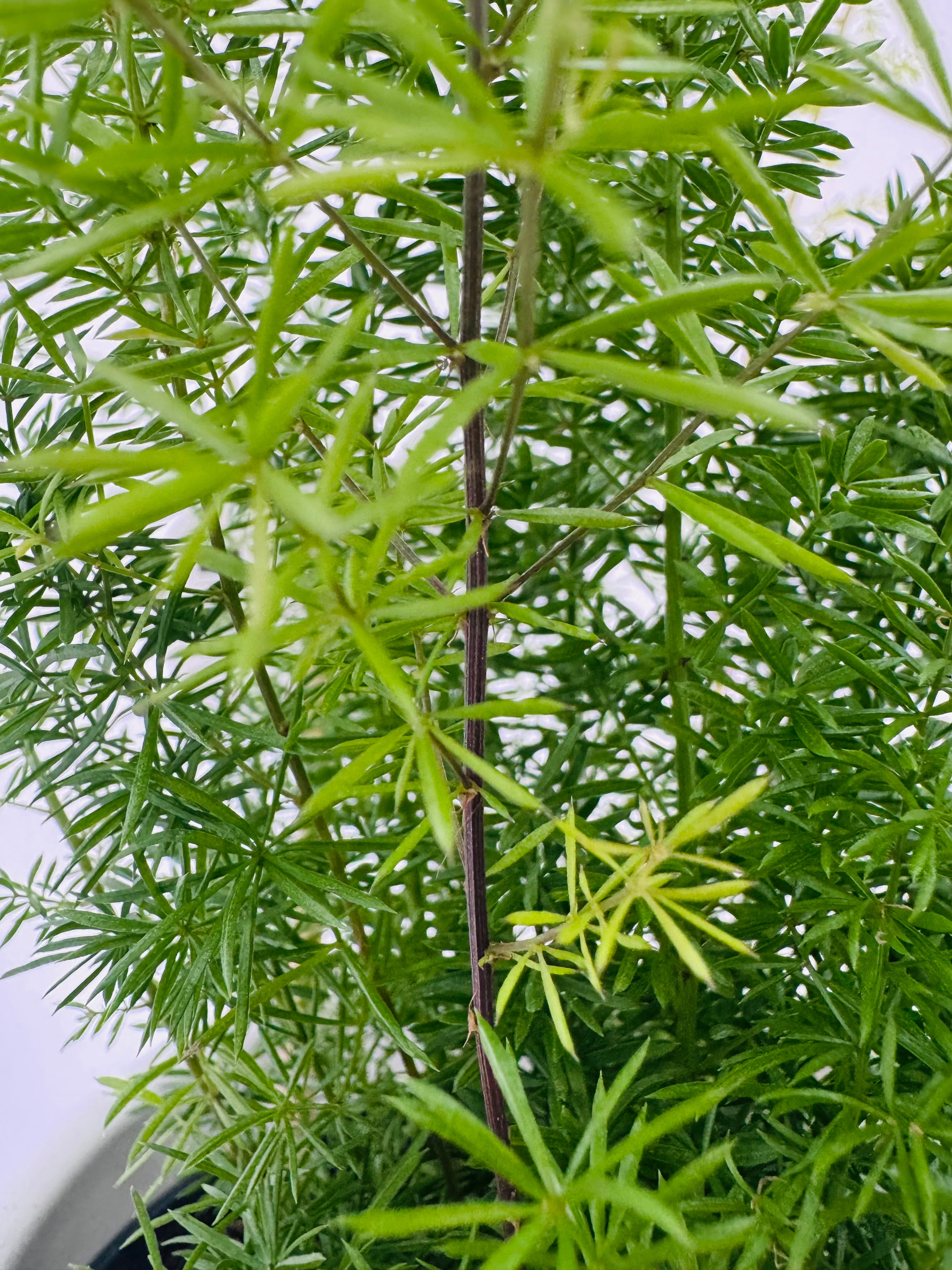 ASPARAGUS MEYERS M12
