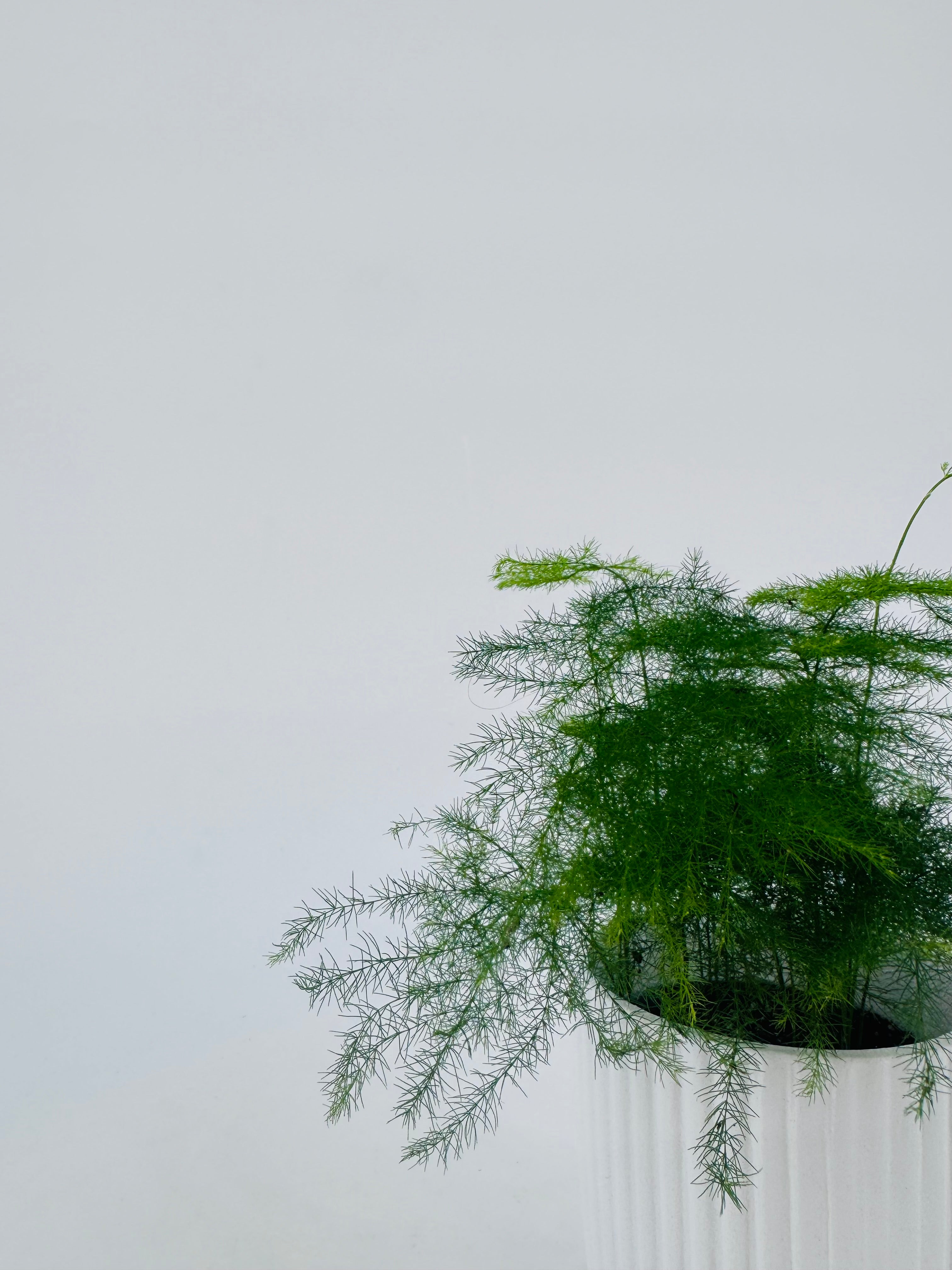 ASPARAGUS SETACEUS PLUMOSUS M7