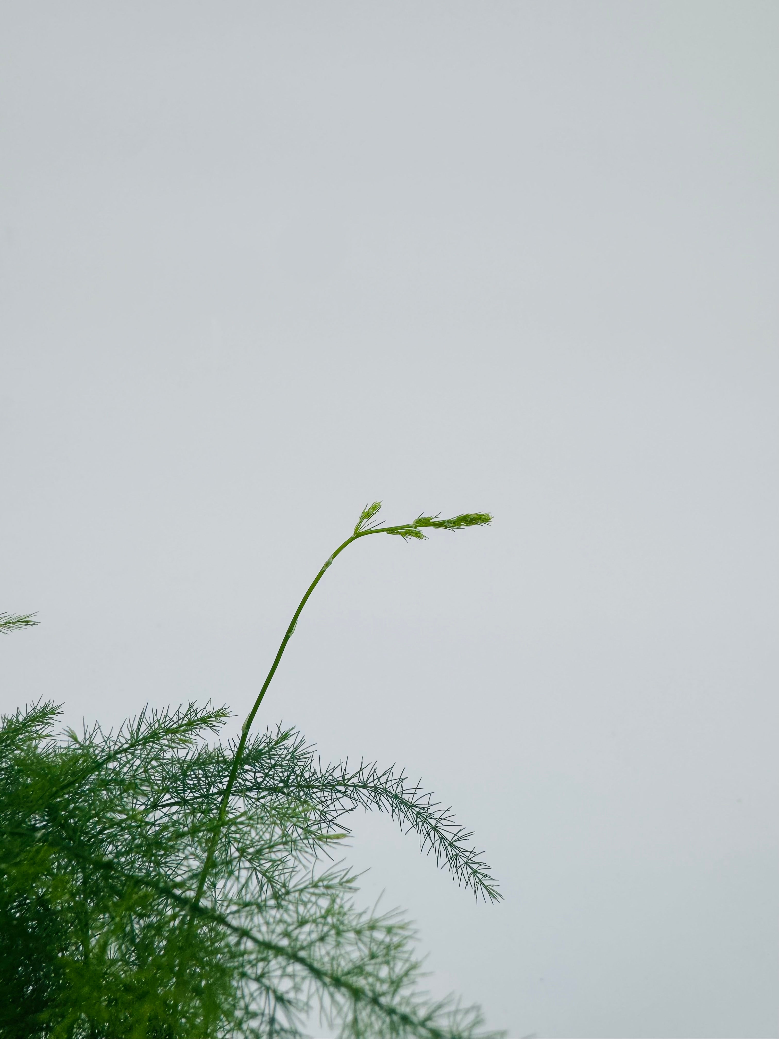 ASPARAGUS SETACEUS PLUMOSUS M7