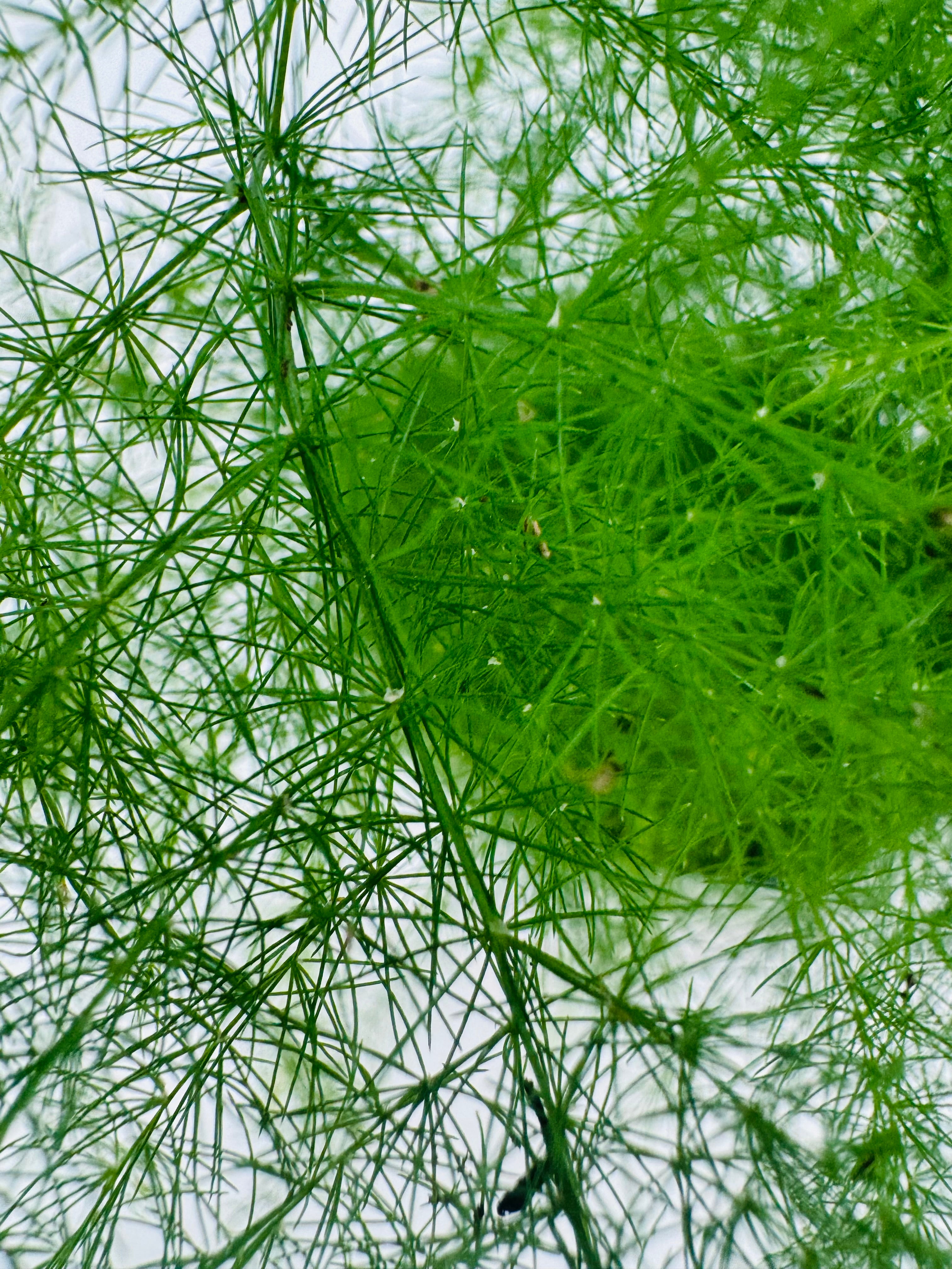ASPARAGUS SETACEUS PLUMOSUS M7