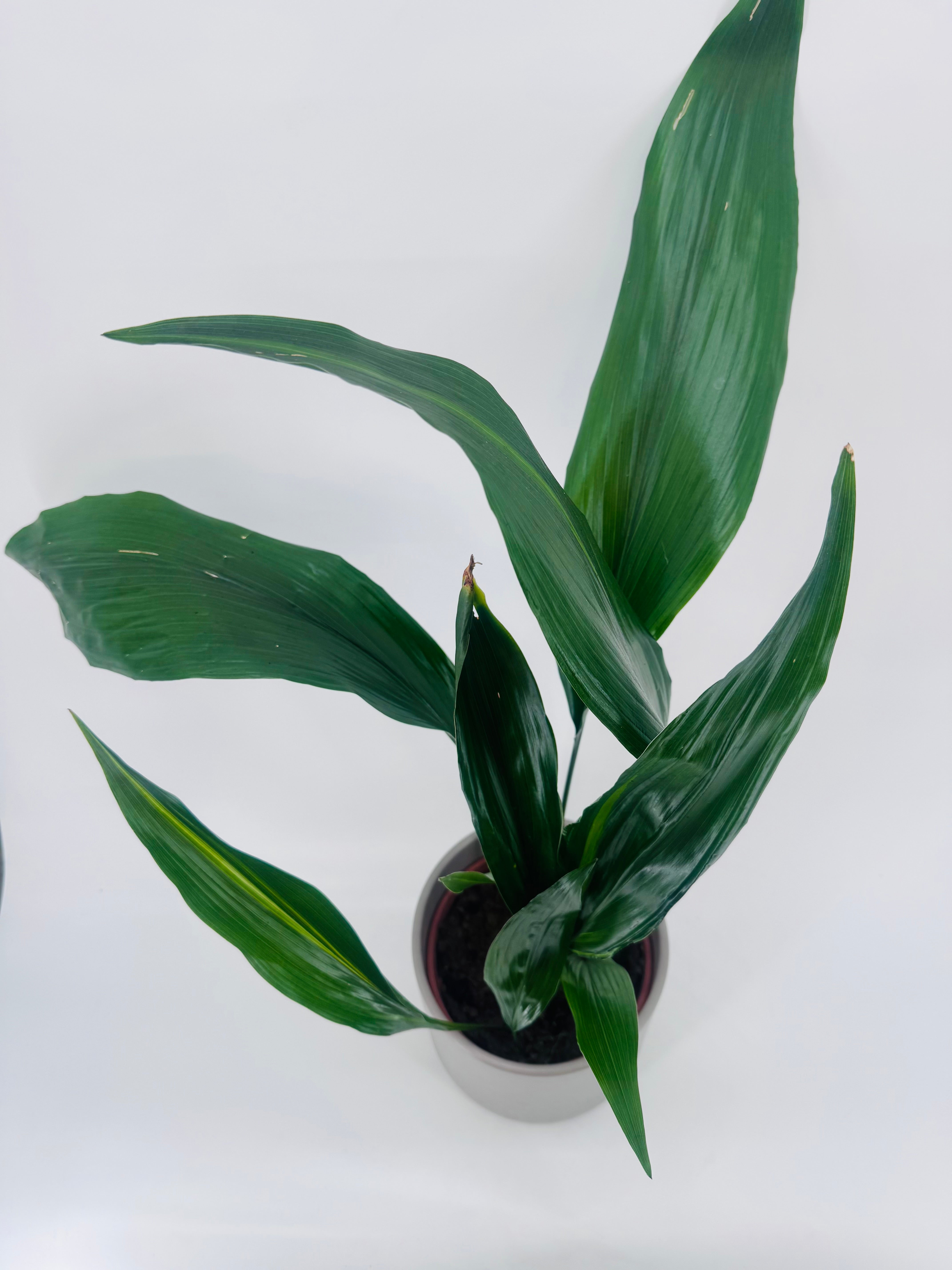 ASPIDISTRA C17