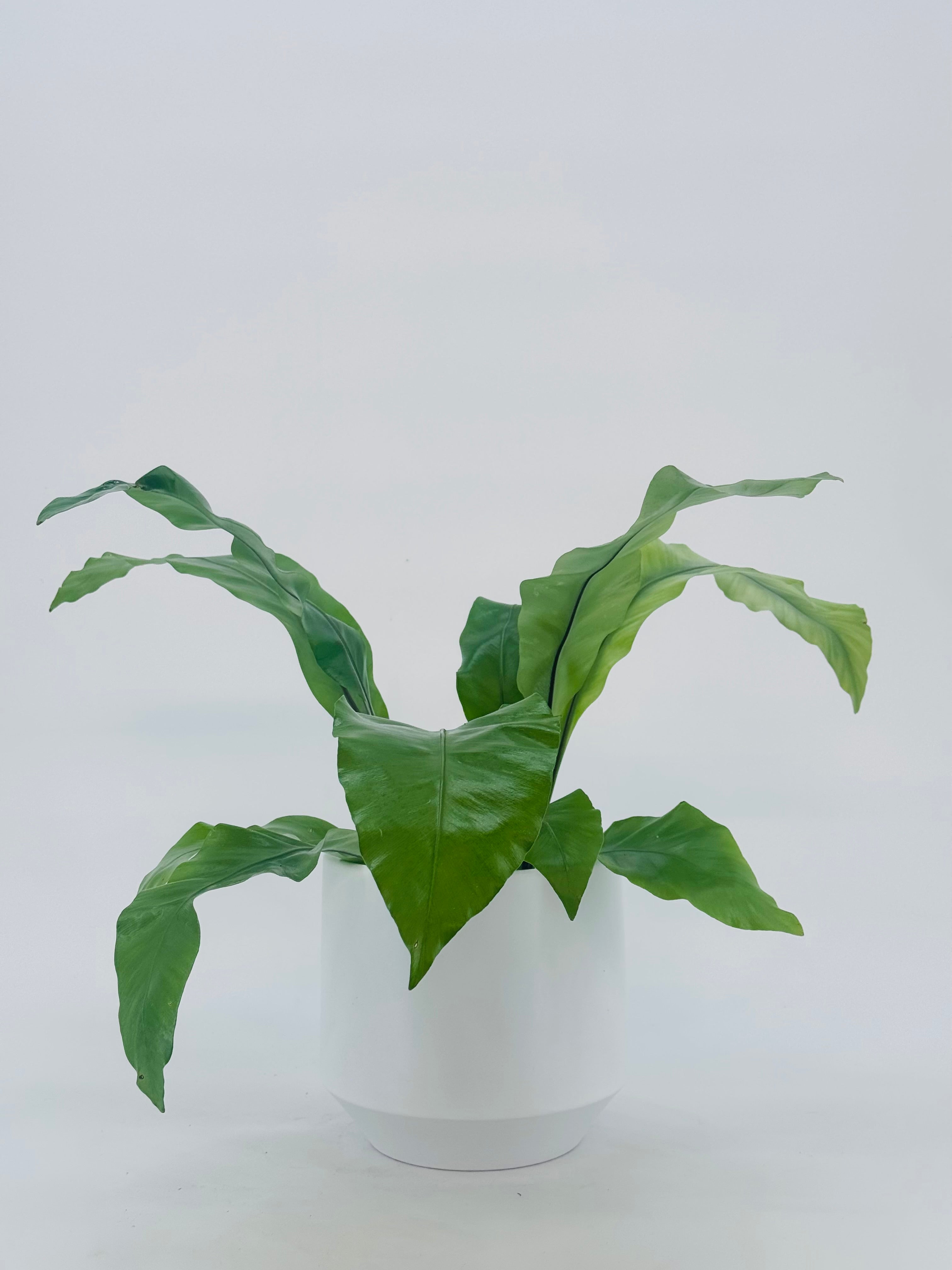 ASPLENIUM NIDUS M17