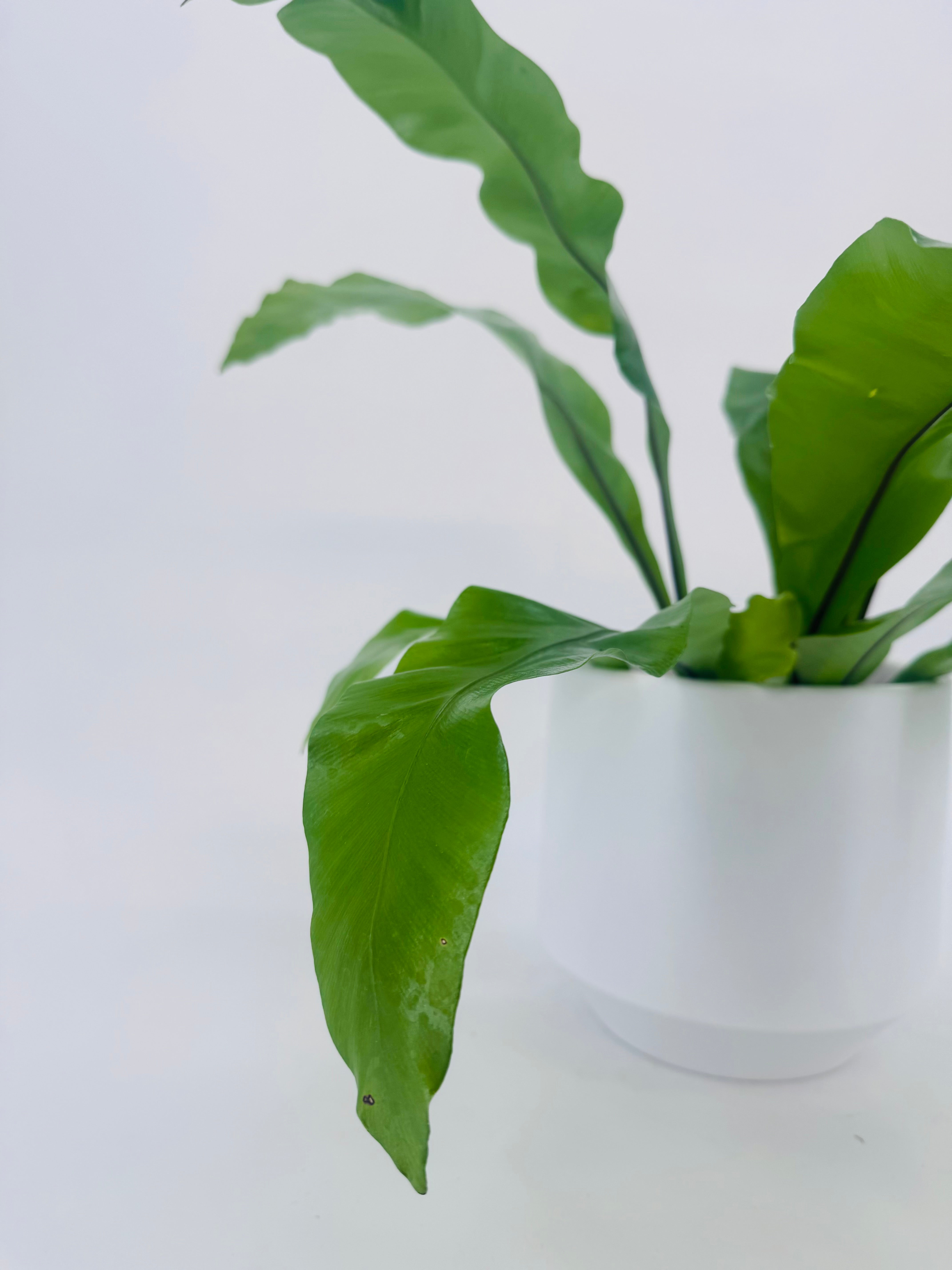 ASPLENIUM NIDUS M17