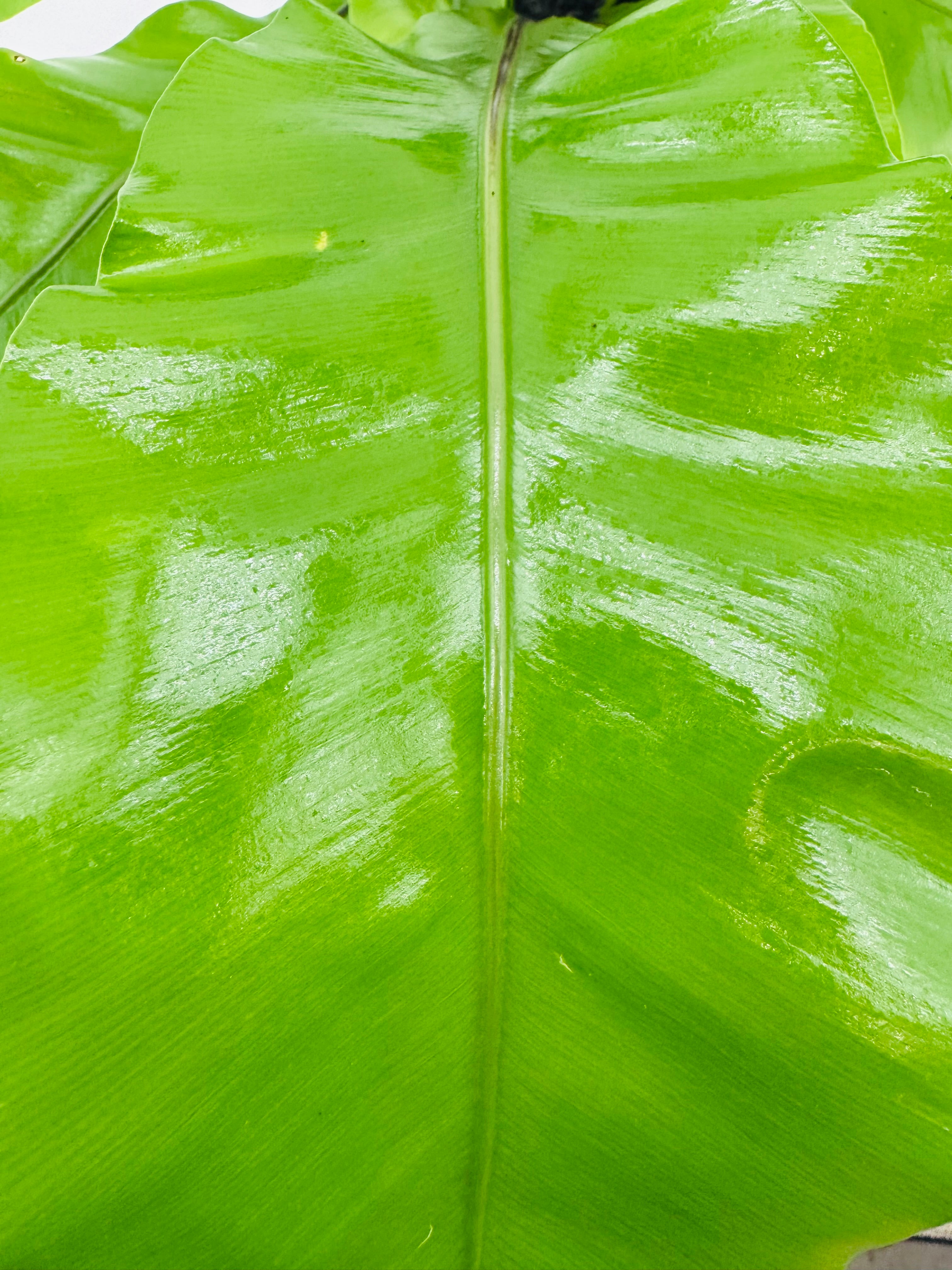 ASPLENIUM NIDUS M17