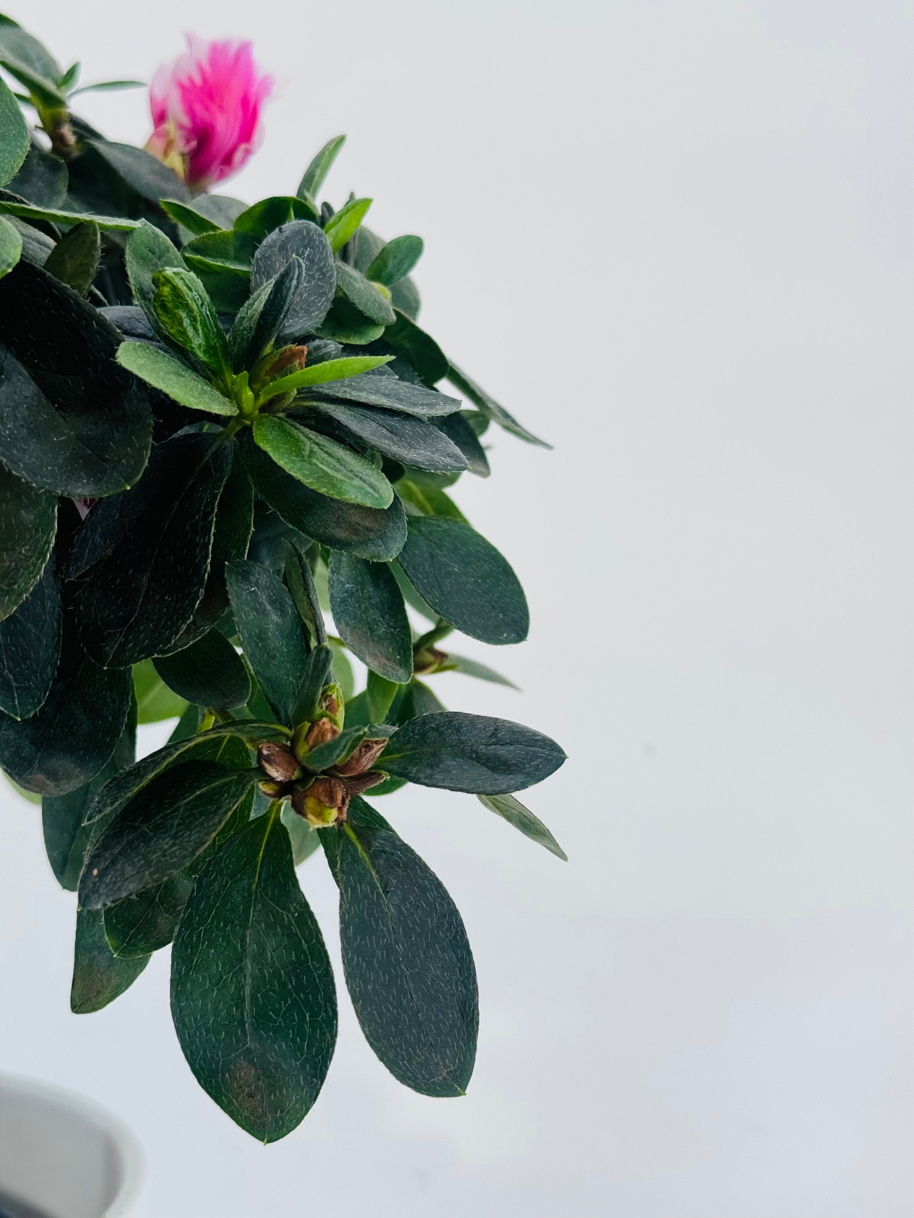 AZALEA COPA SIMS. STANDAR MEZCLADO