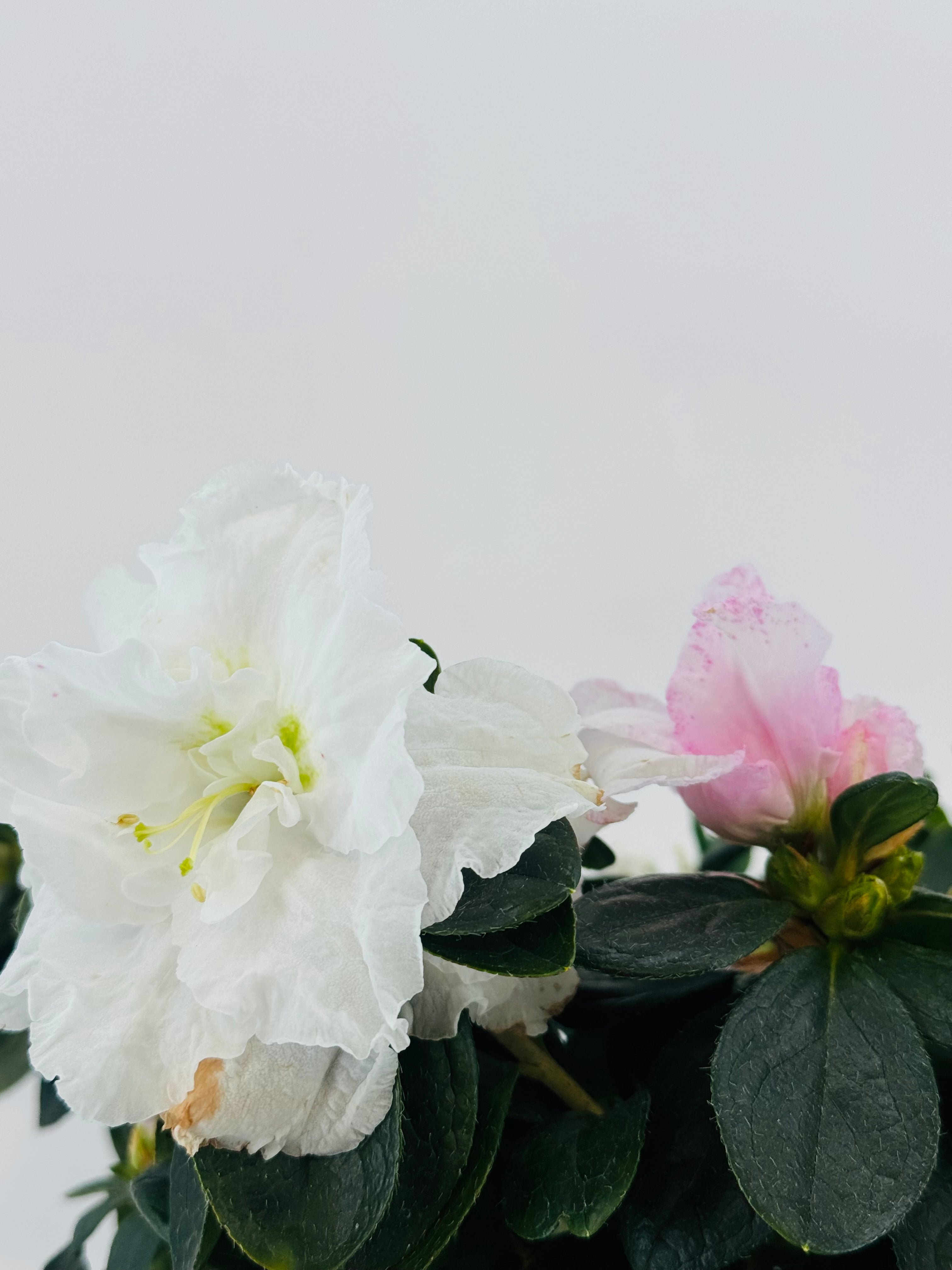 Azalea Mix M15Y M14 con flores blancas y rosadas, hojas verdes, sobre fondo blanco.