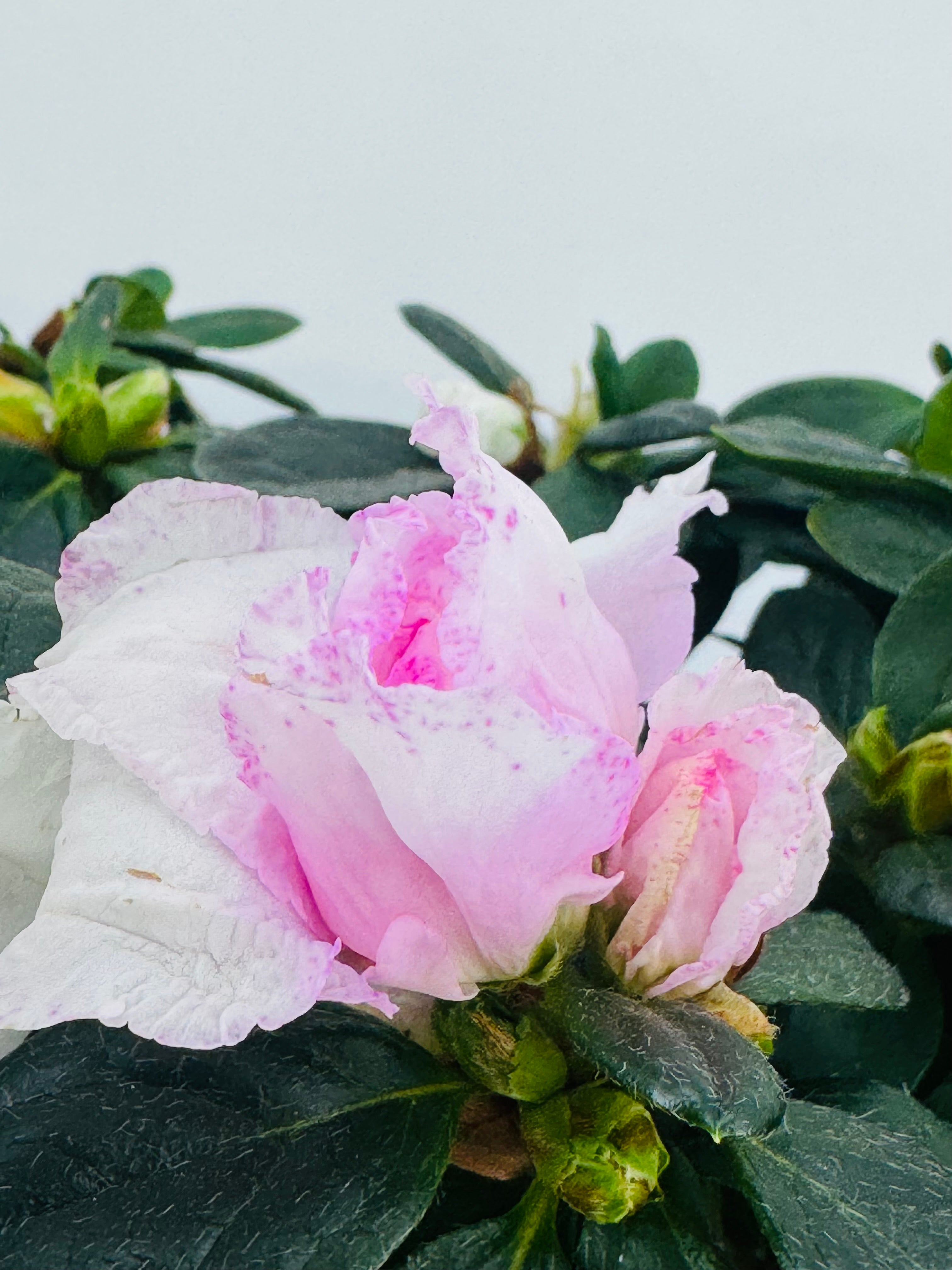 Azalea Mix M15Y M14 con flor rosa y blanca, hojas verdes oscuras y capullos.