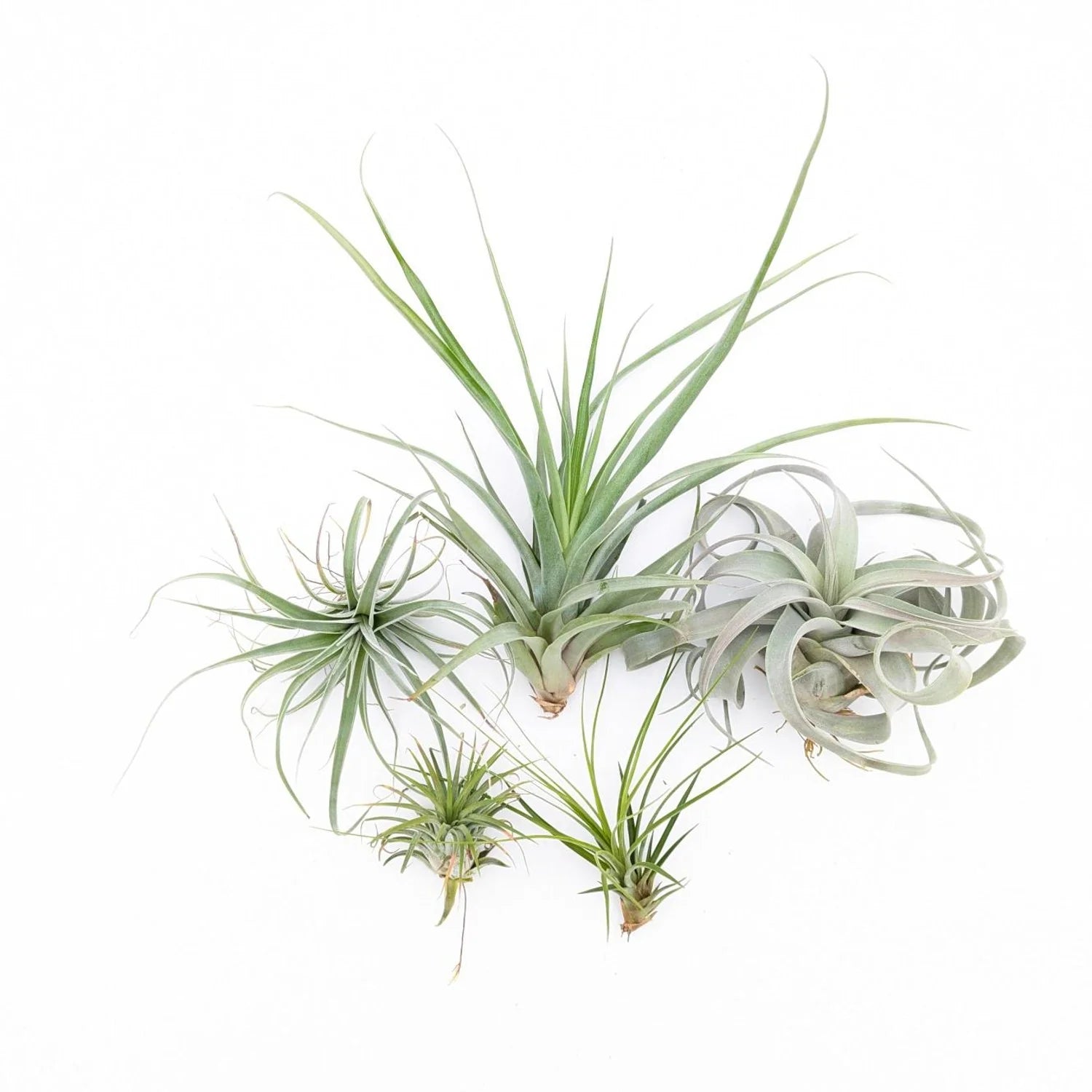 TILLANDSIA MIX