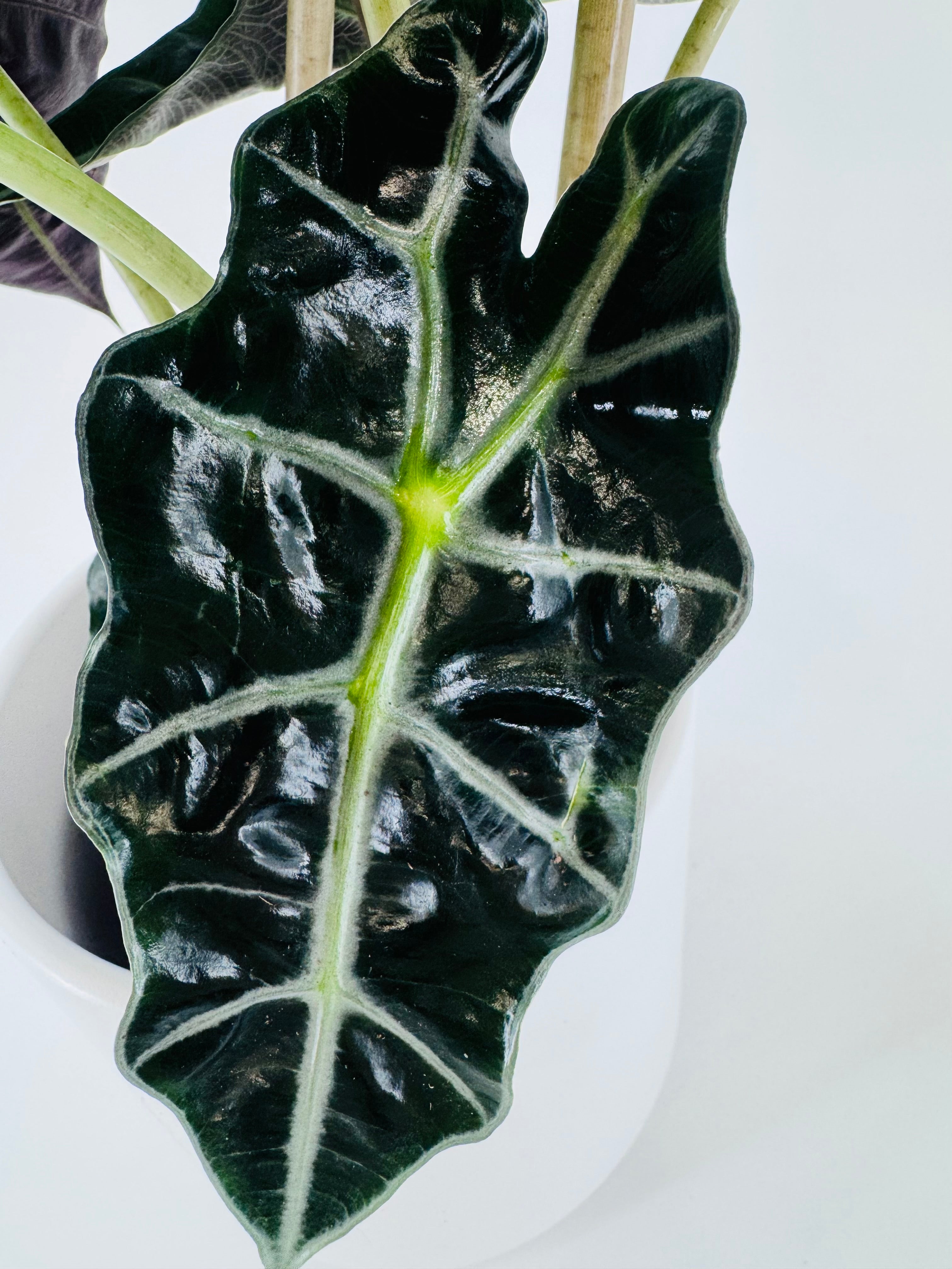 ALOCASIA POLLY 3PP M17