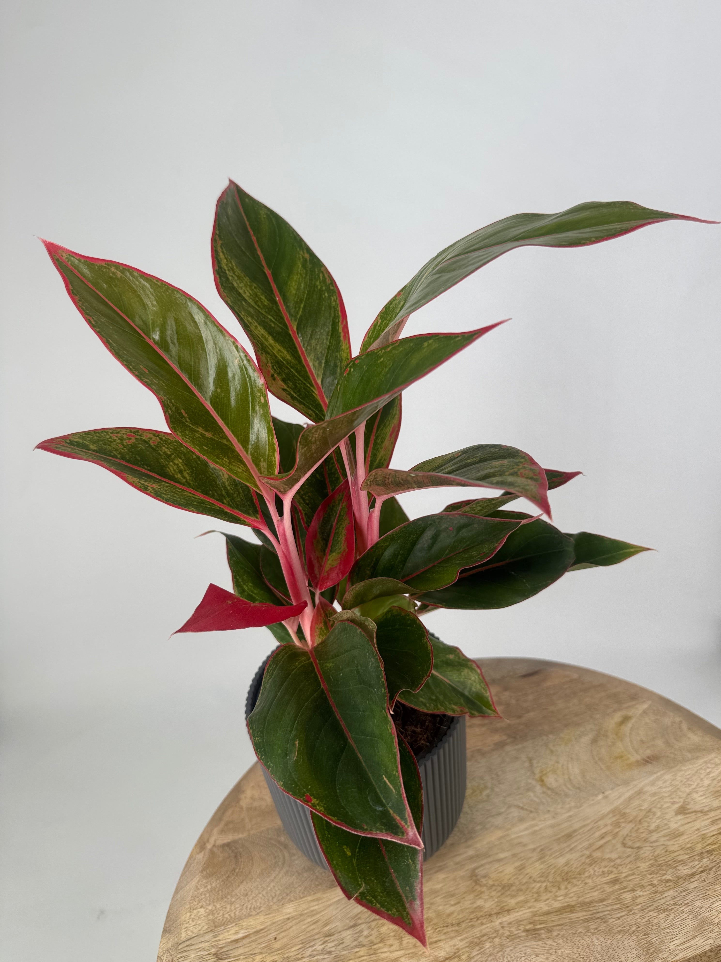 AGLAONEMA SIAM RED M13