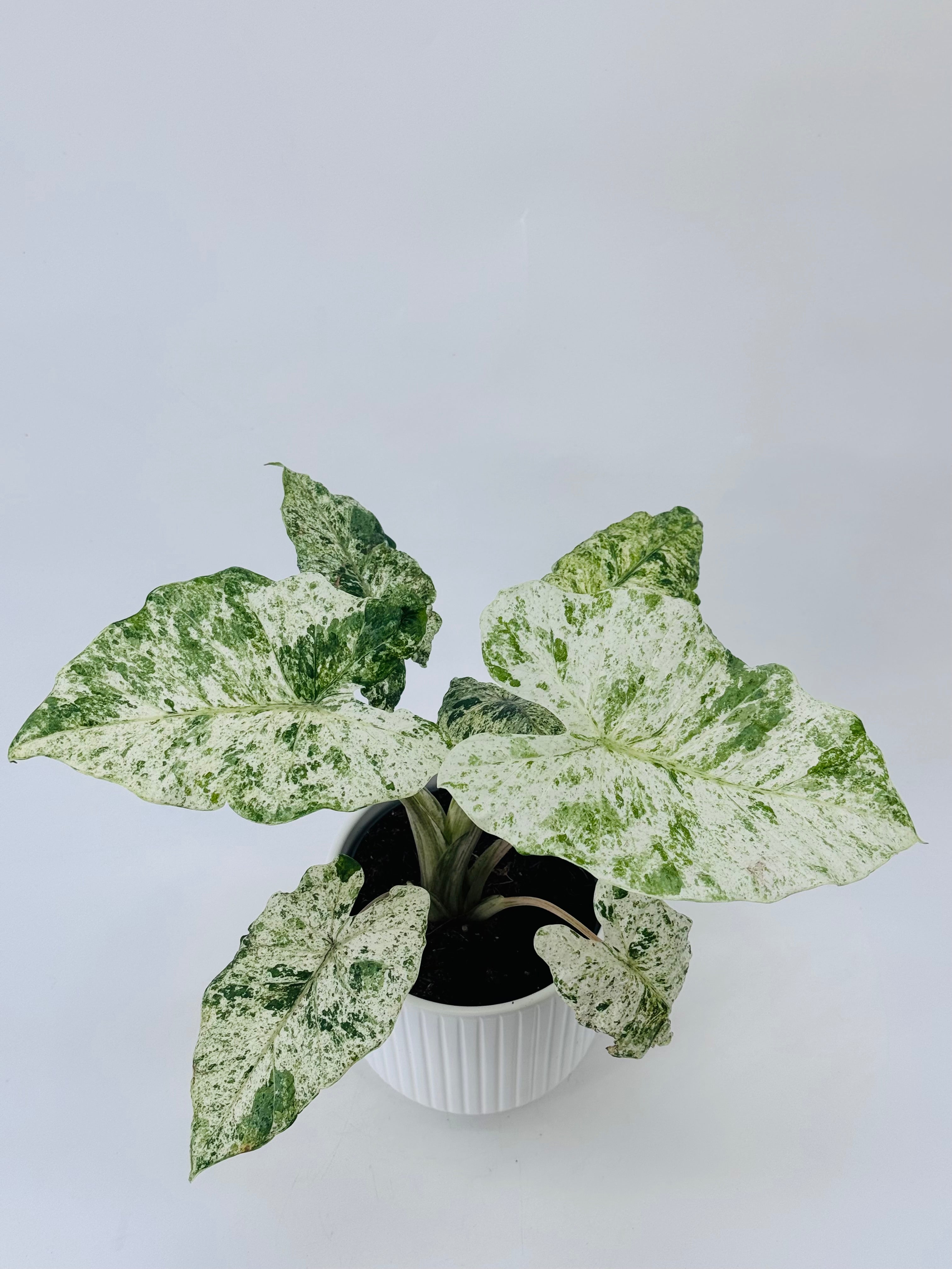 ALOCASIA MACRORRHIZA SPLASH M14