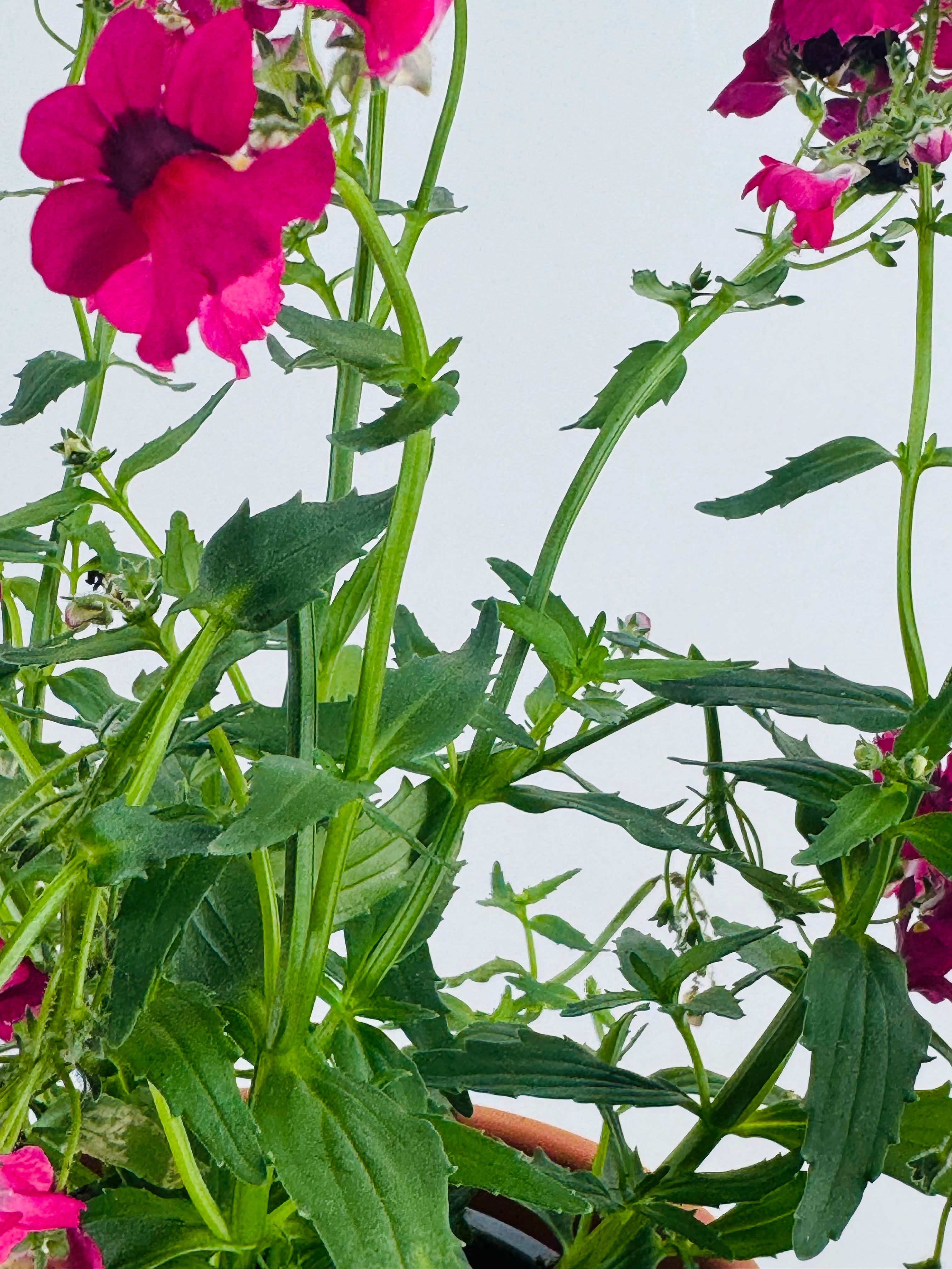 NEMESIA M13
