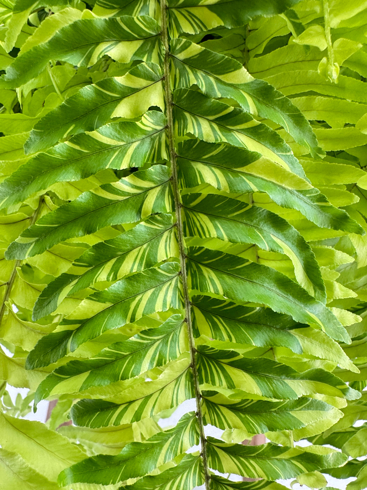 NEPHROLEPIS EXALTATA TIGER M20