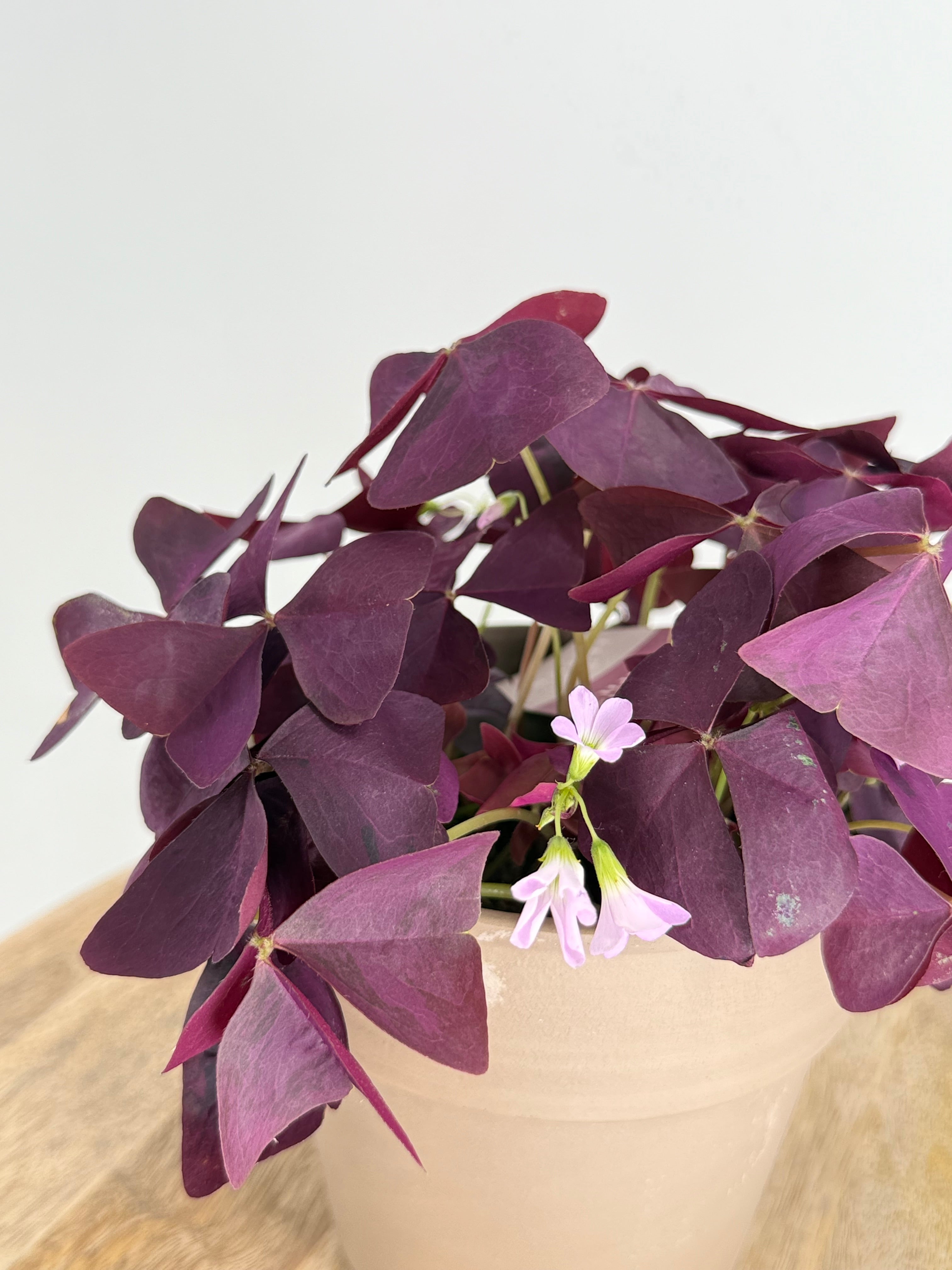 OXALIS MIJKE M12