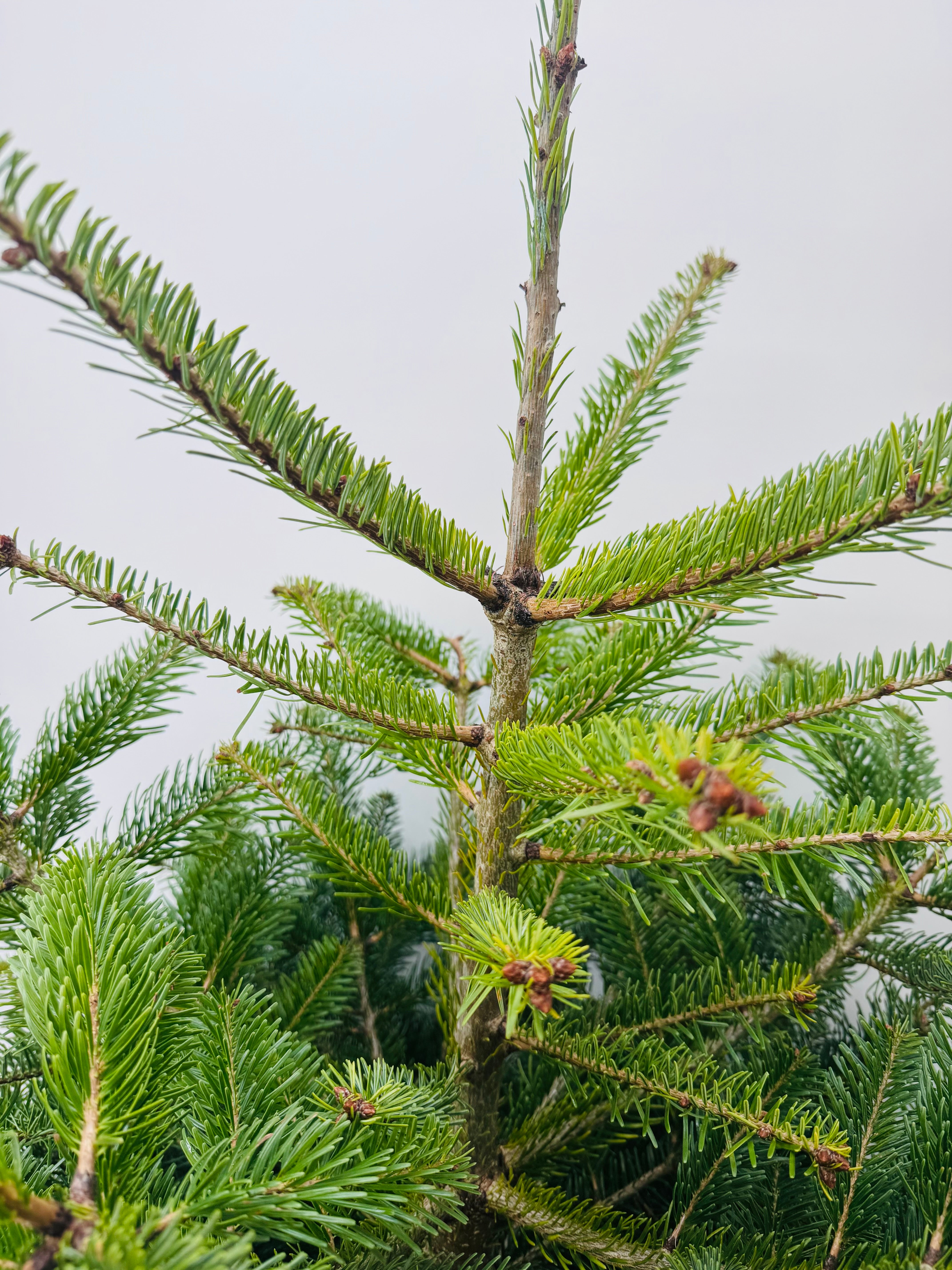 ABIES NORDMANNIANA 125/150