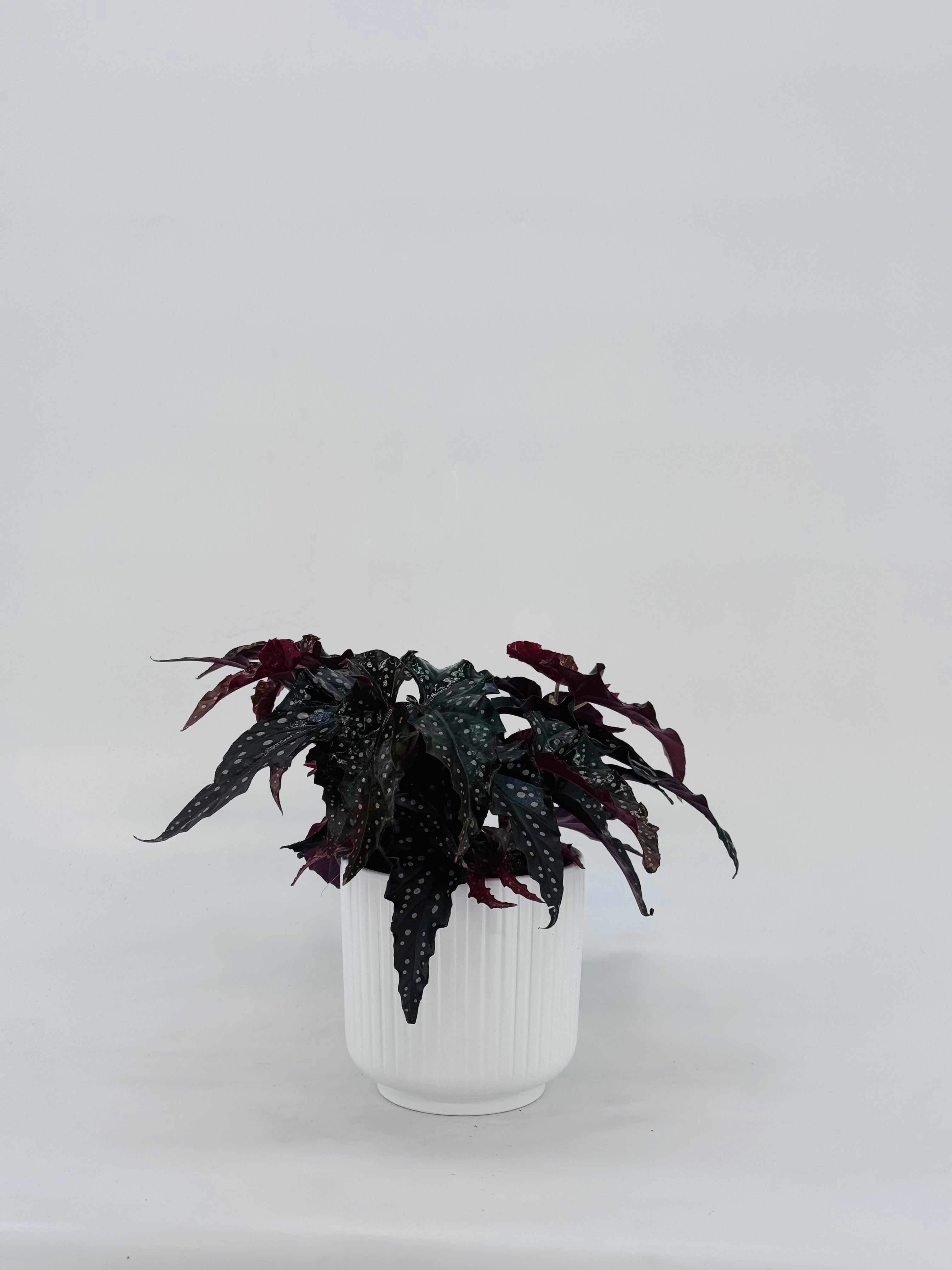 BEGONIA BLACK FORREST M14