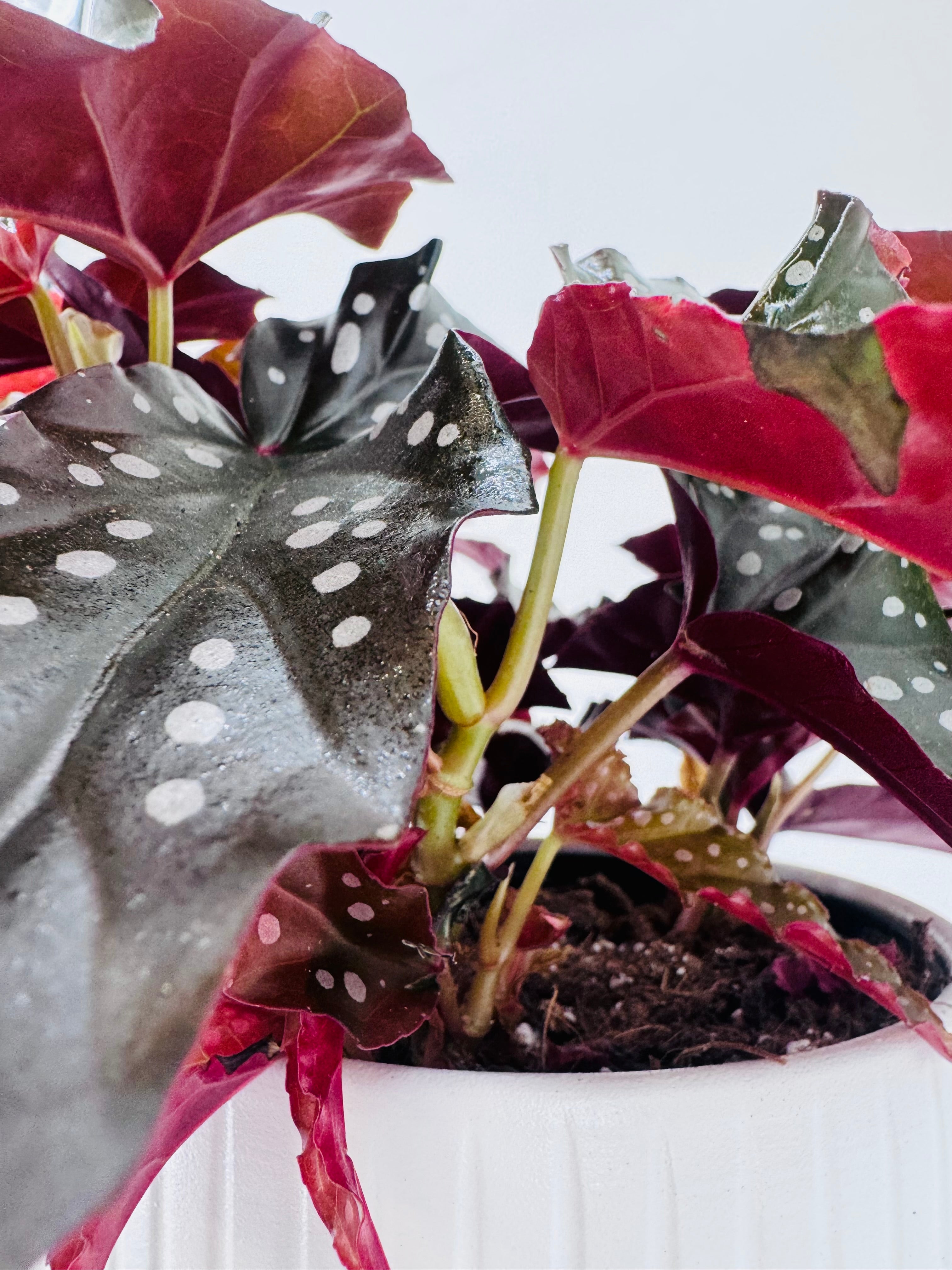 Begonia 'Black Forest' M14 con hojas oscuras, moteadas de blanco y reverso rojo, en maceta blanca.