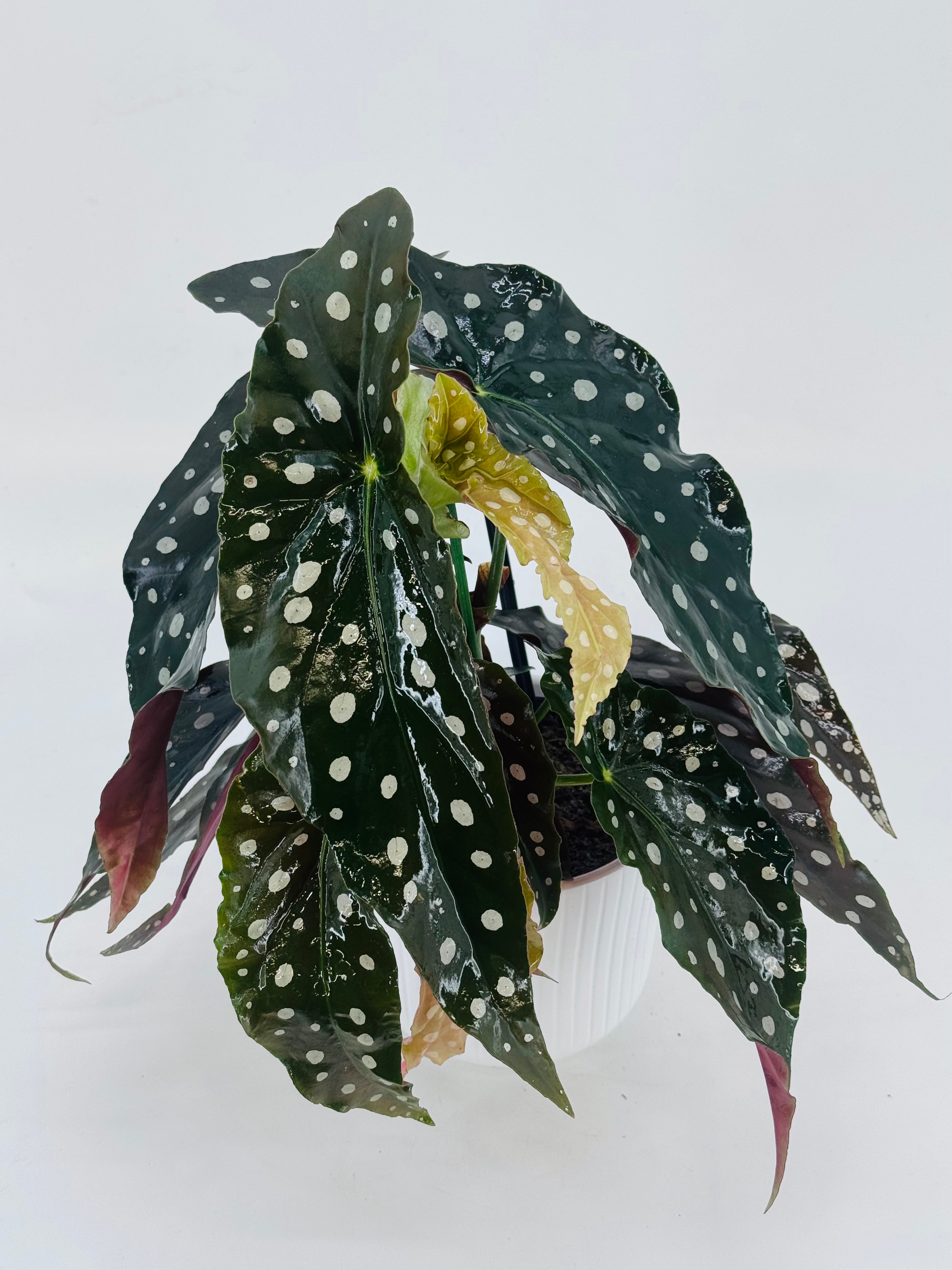 BEGONIA BLAD MACULATA WIGHTII M12
