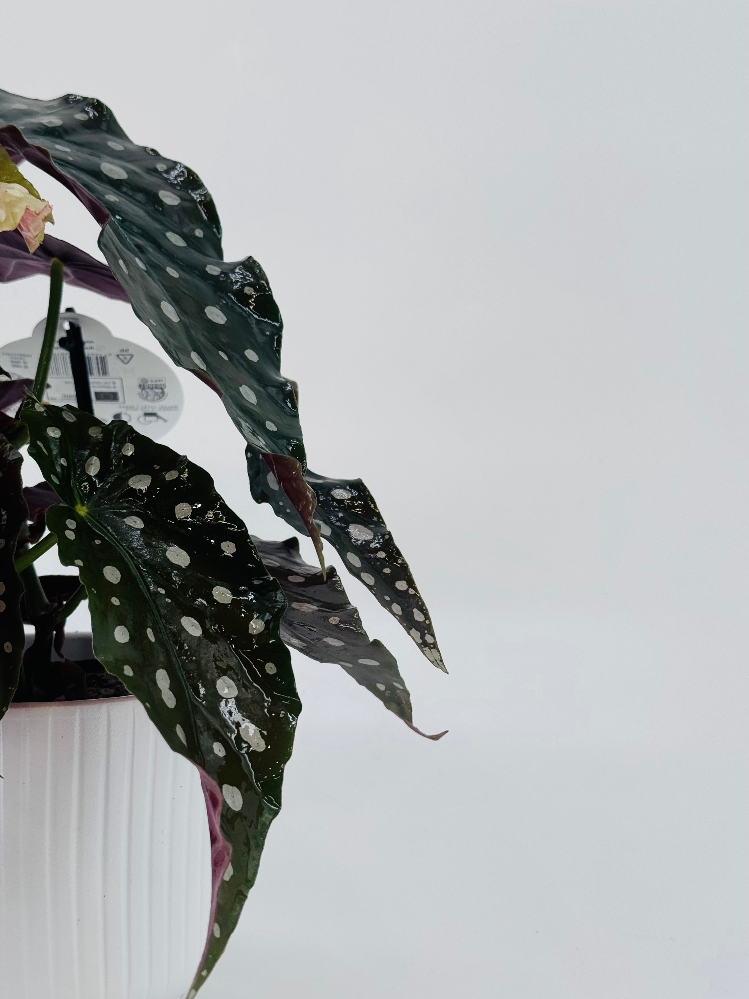 BEGONIA BLAD MACULATA WIGHTII M12