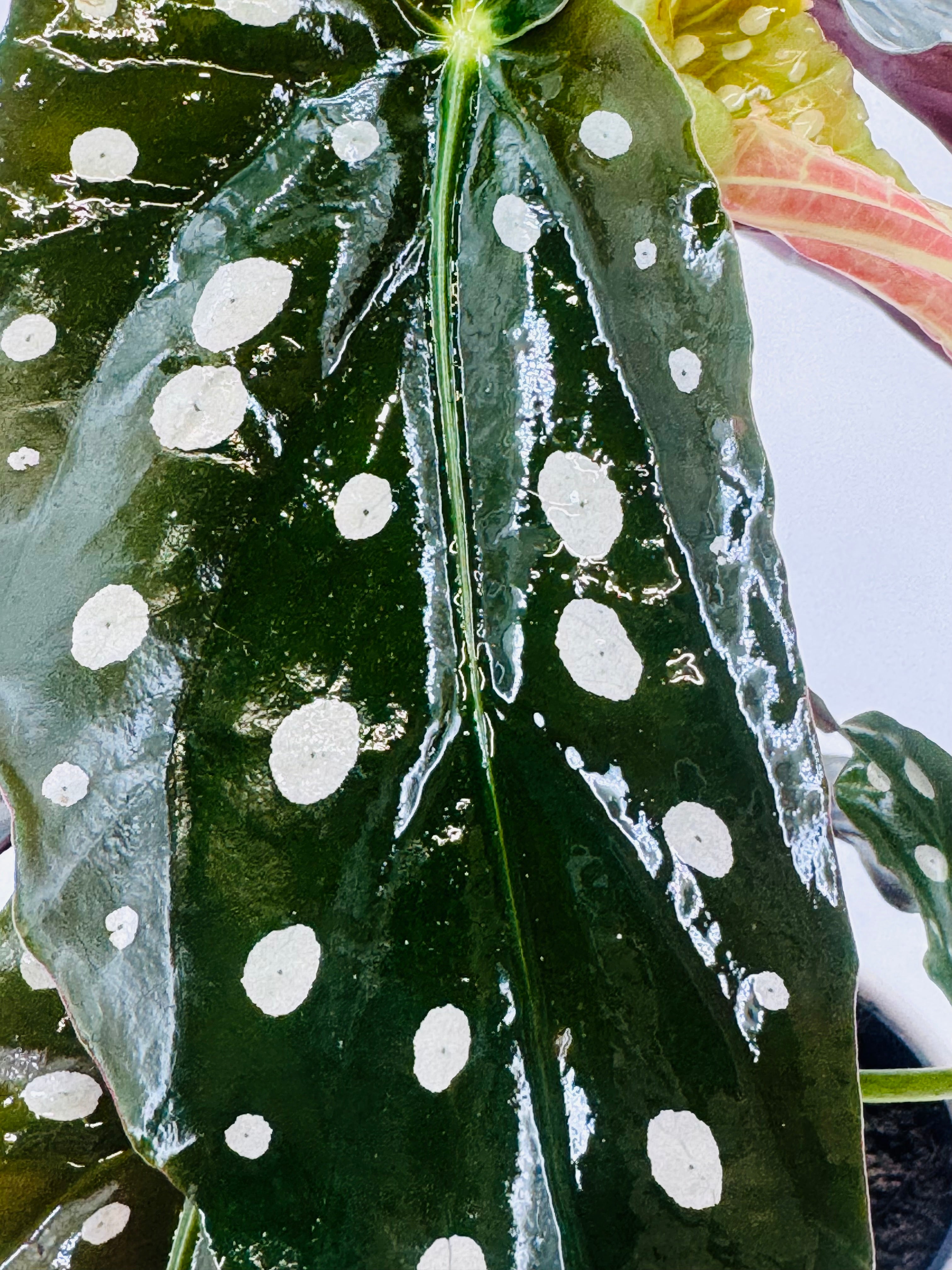 BEGONIA BLAD MACULATA WIGHTII M12