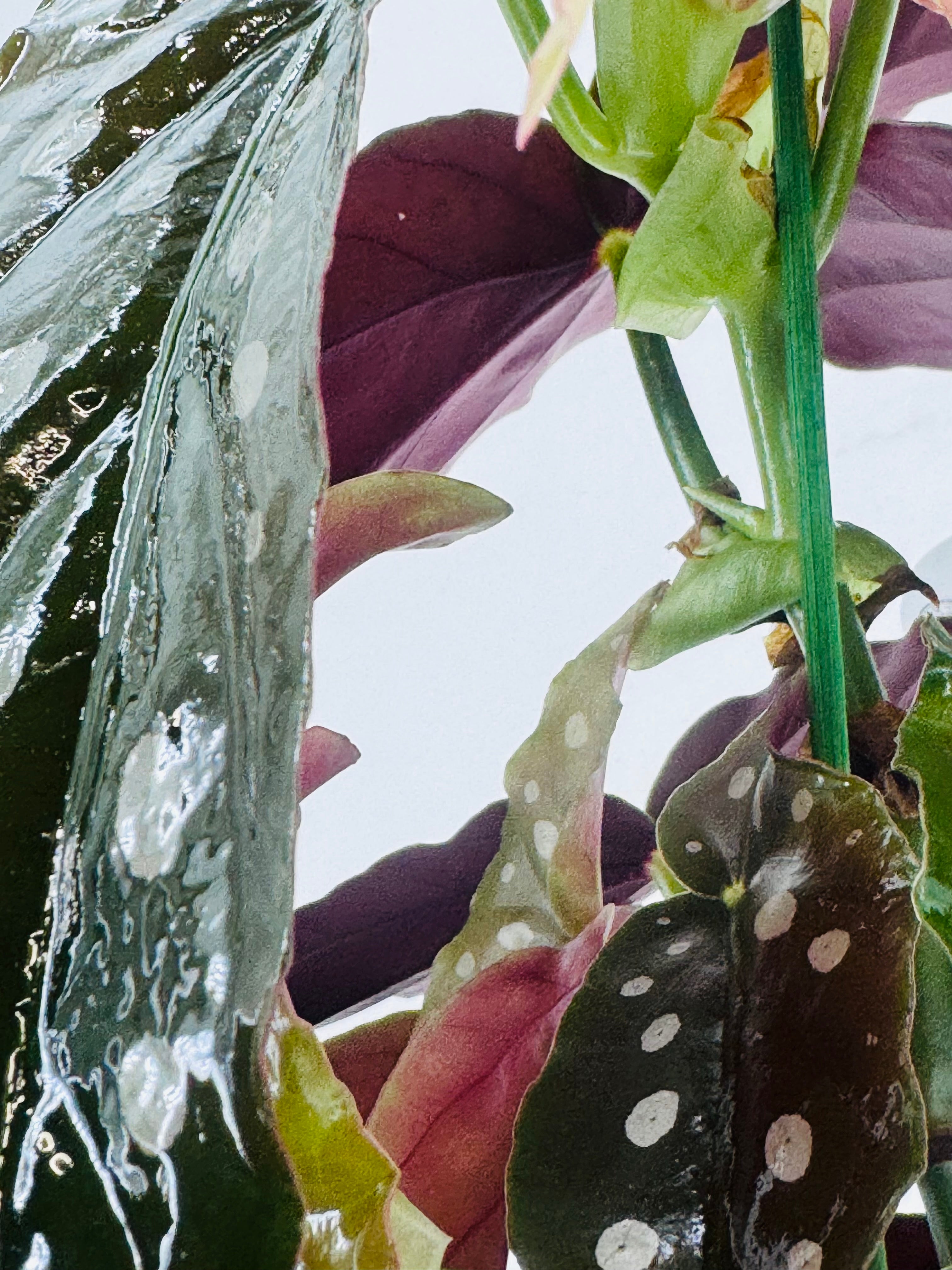 BEGONIA BLAD MACULATA WIGHTII M12