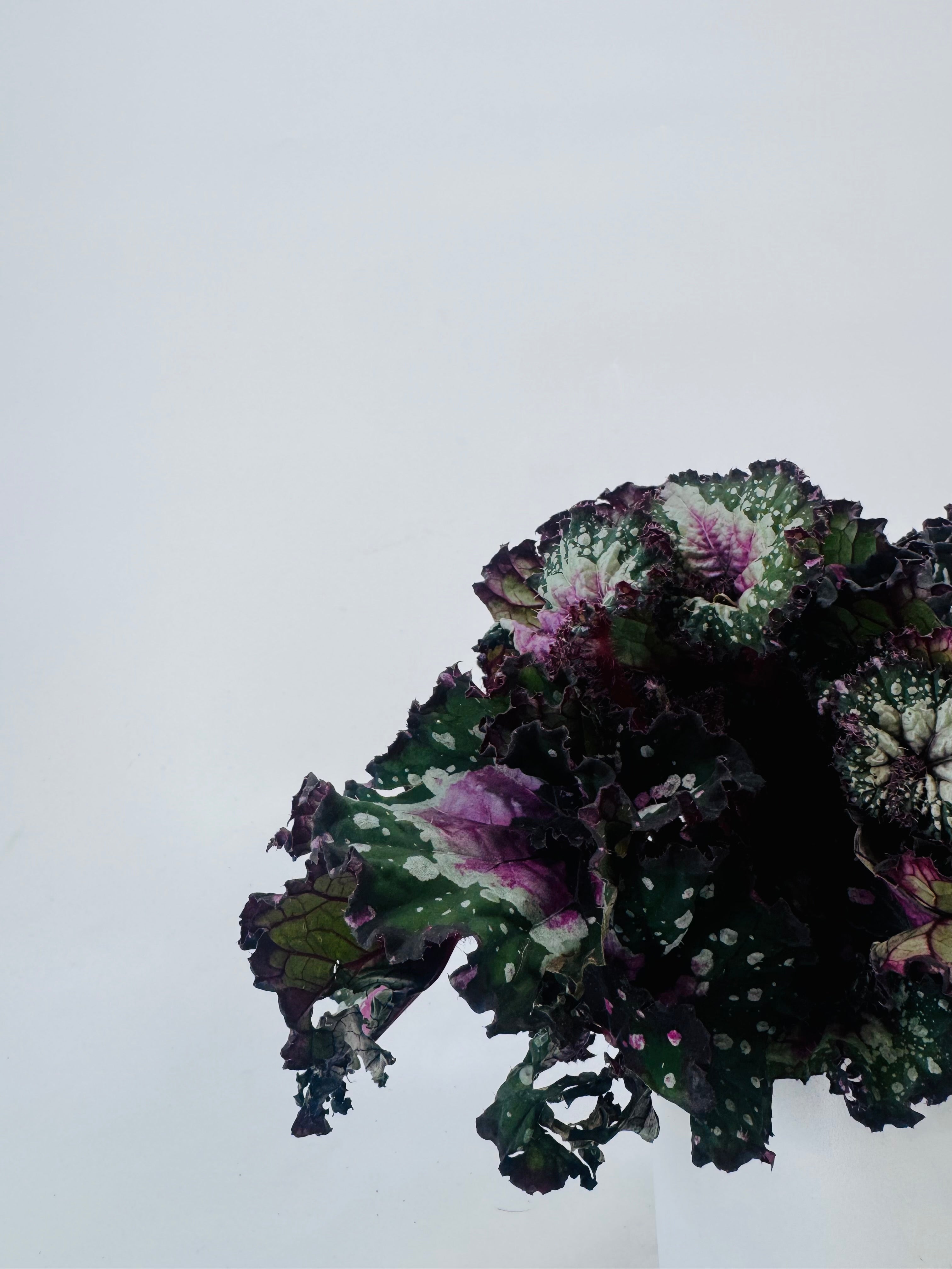 BEGONIA FOLIAGE BELEAF MEZCLADO M12