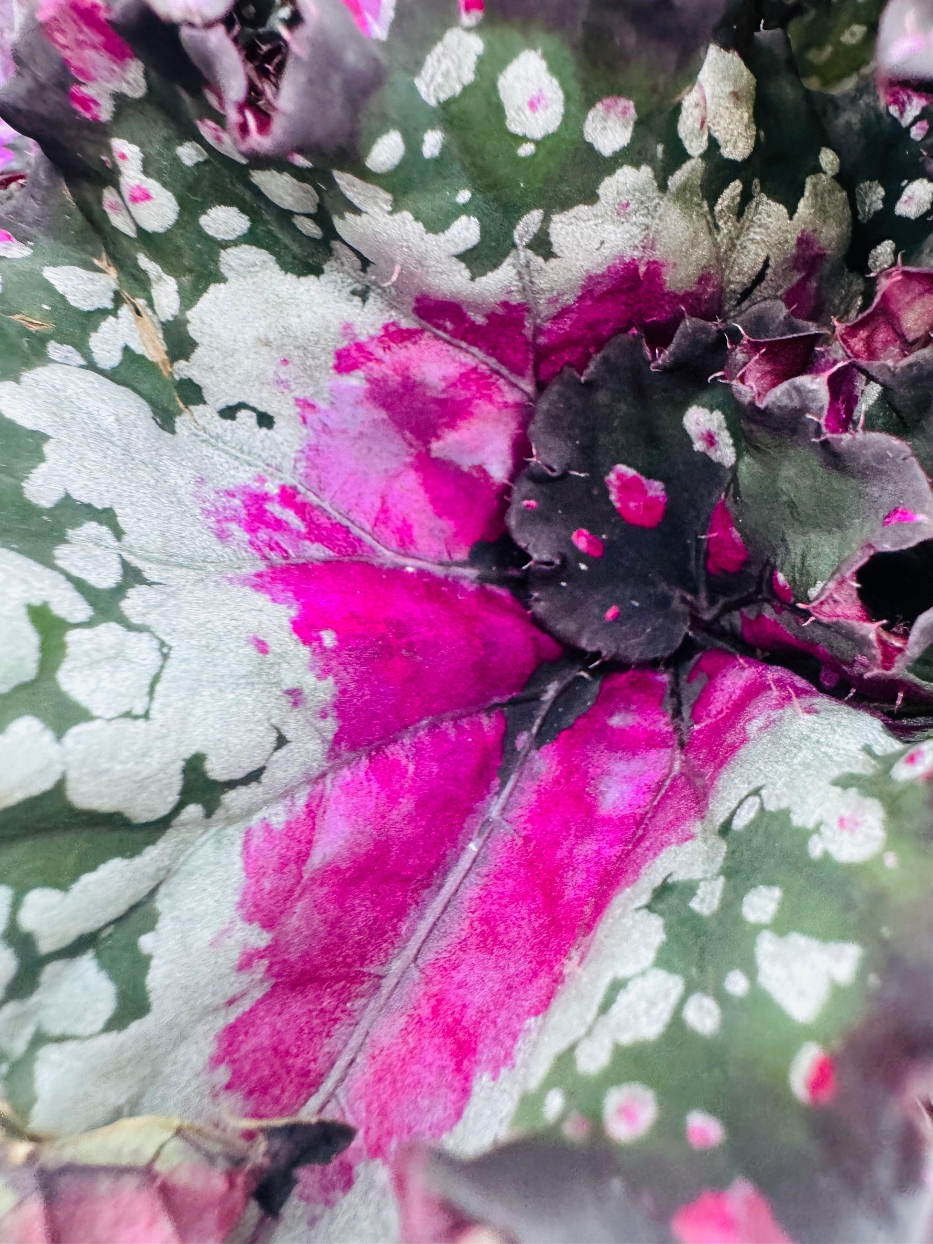 BEGONIA FOLIAGE BELEAF MEZCLADO M12