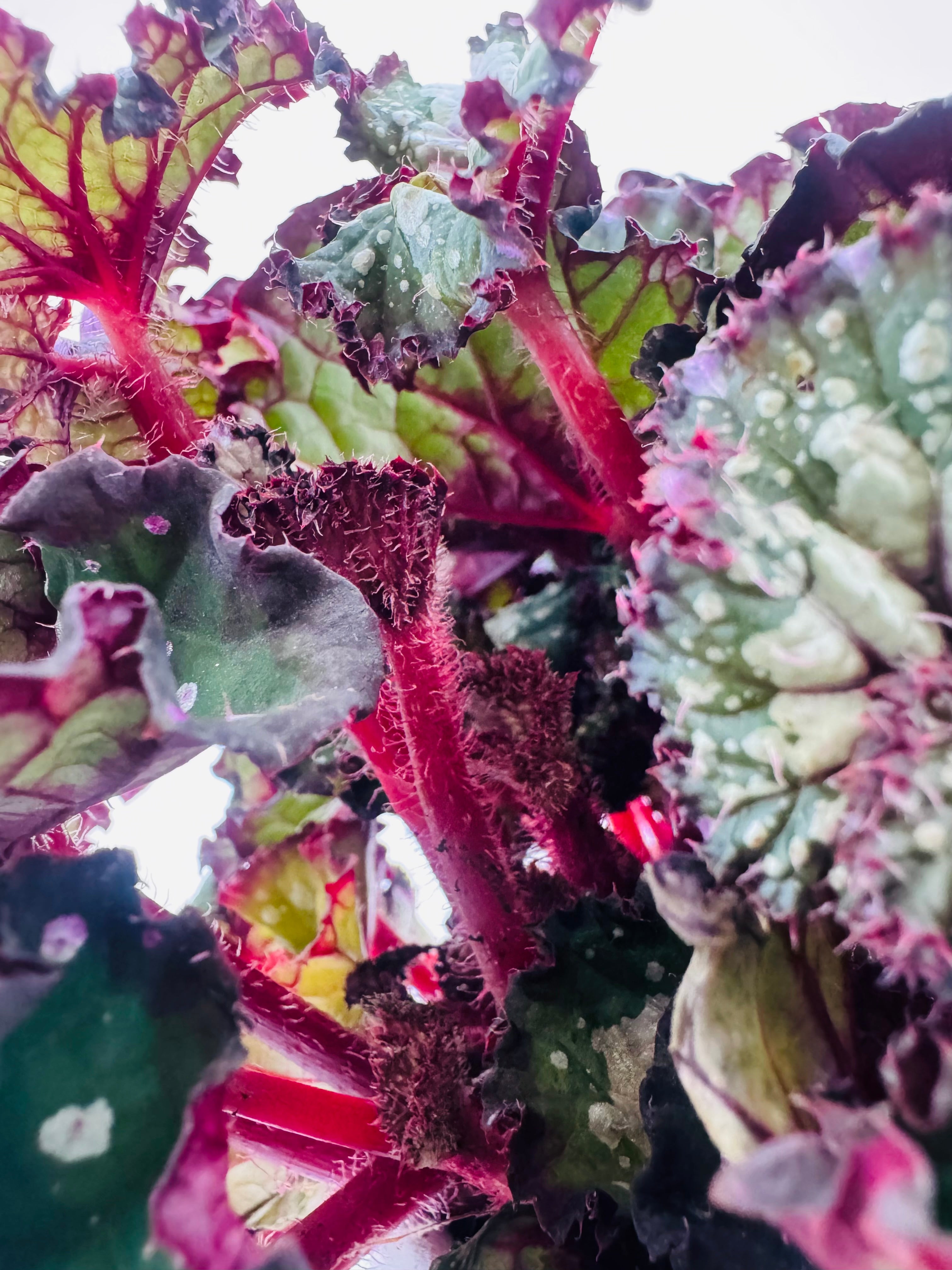 BEGONIA FOLIAGE BELEAF MEZCLADO M12