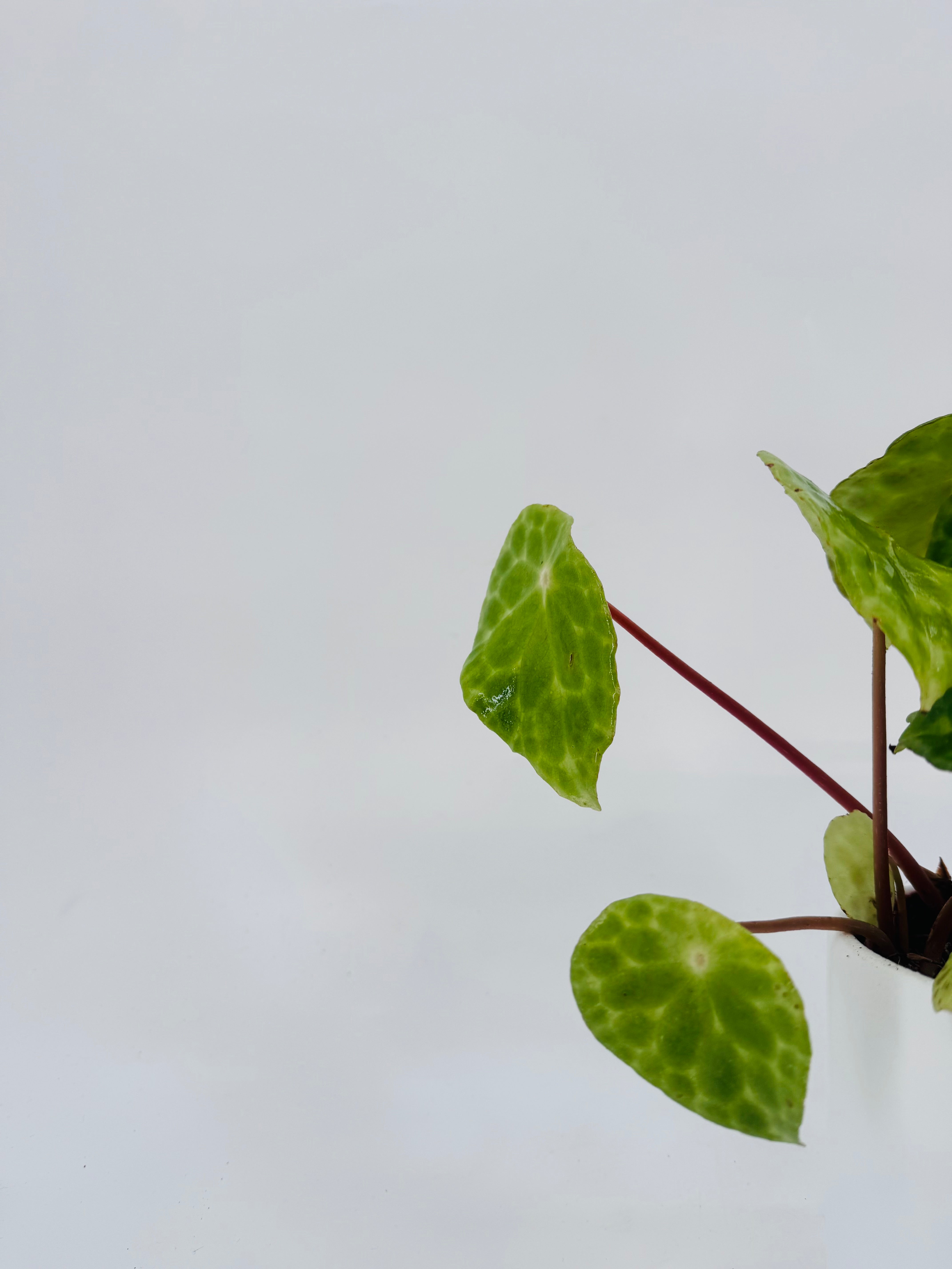 BEGONIA FOLIAGE KINGIANA M12