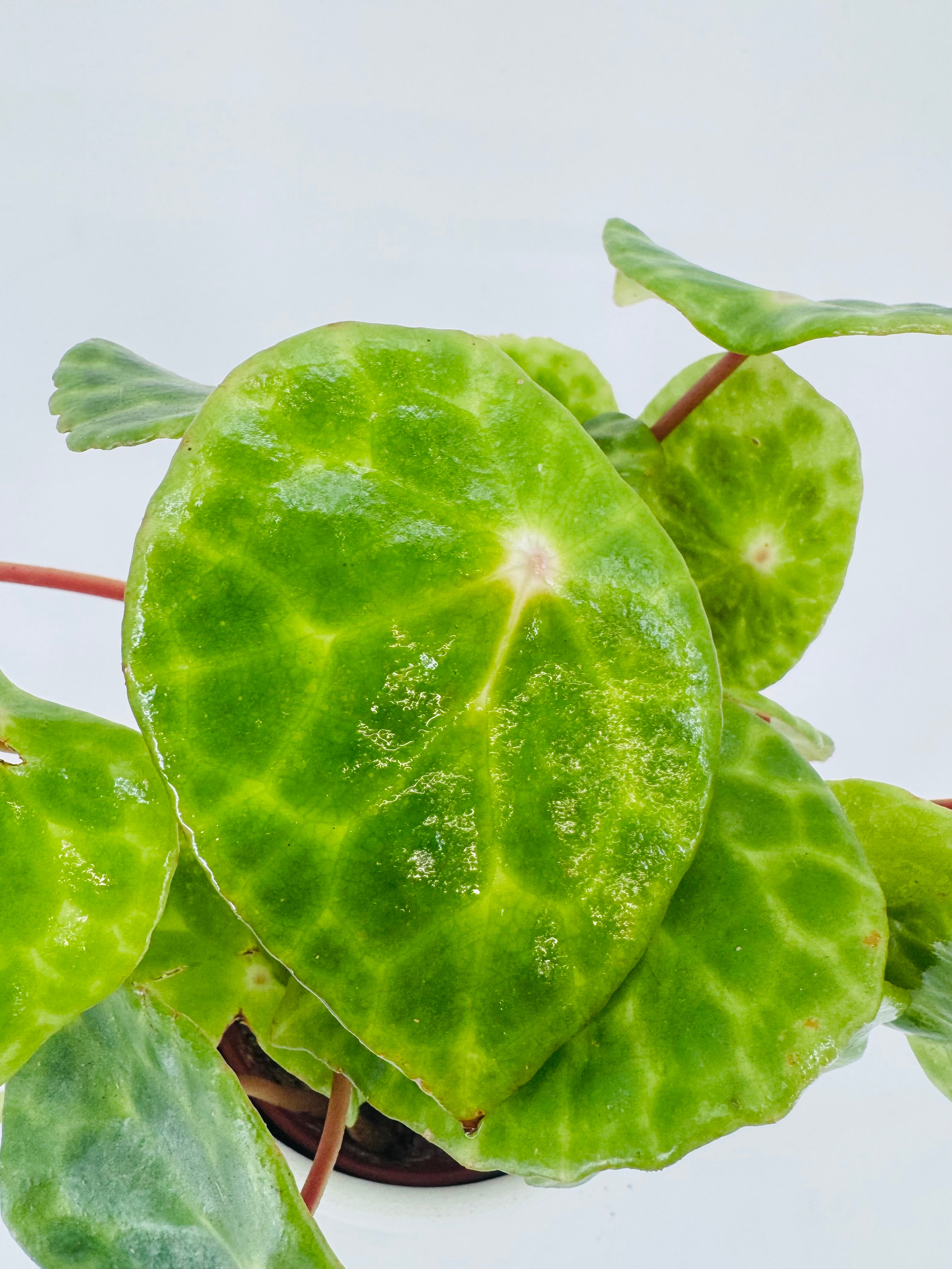 BEGONIA FOLIAGE KINGIANA M12