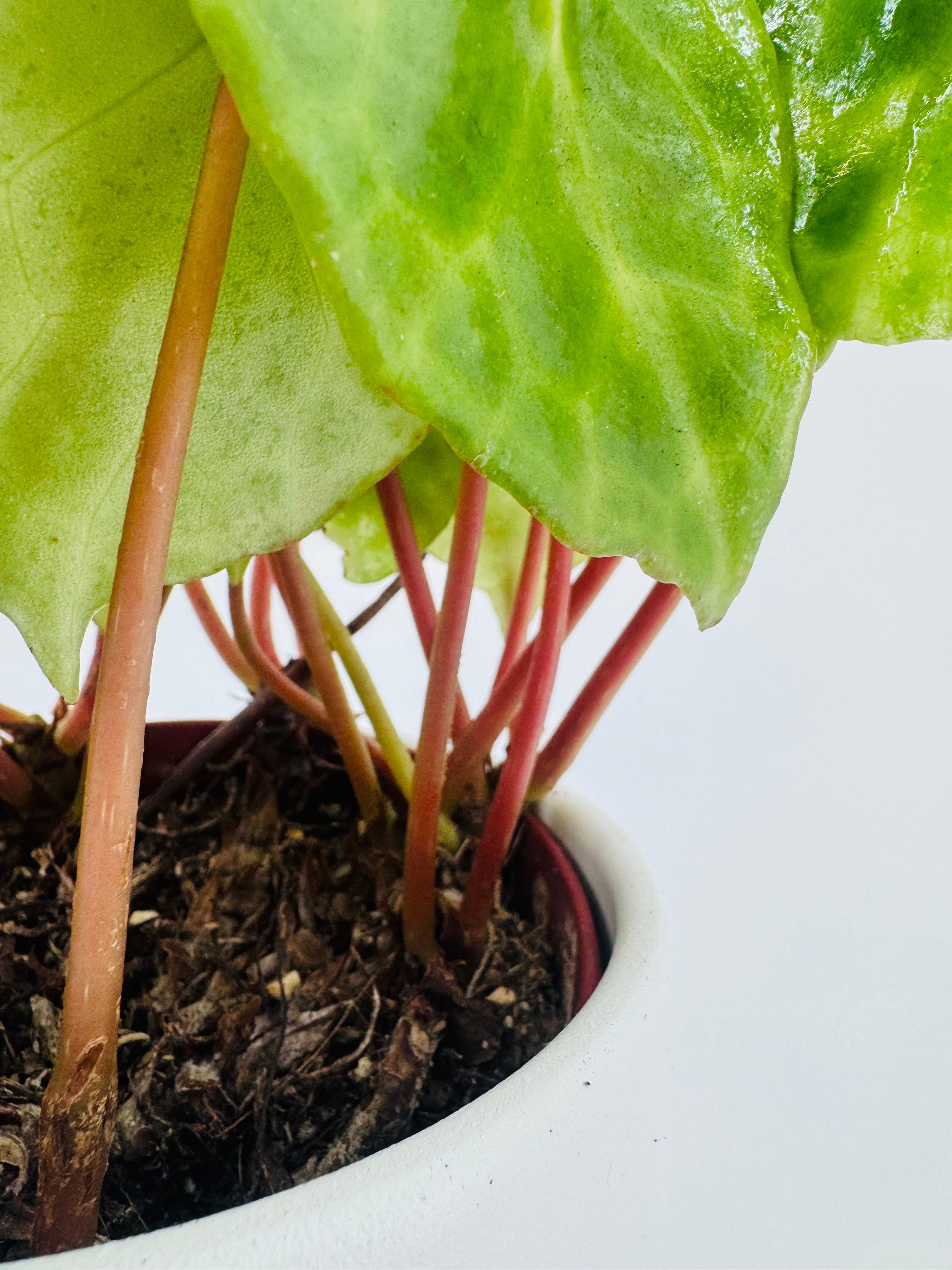 BEGONIA FOLIAGE KINGIANA M12