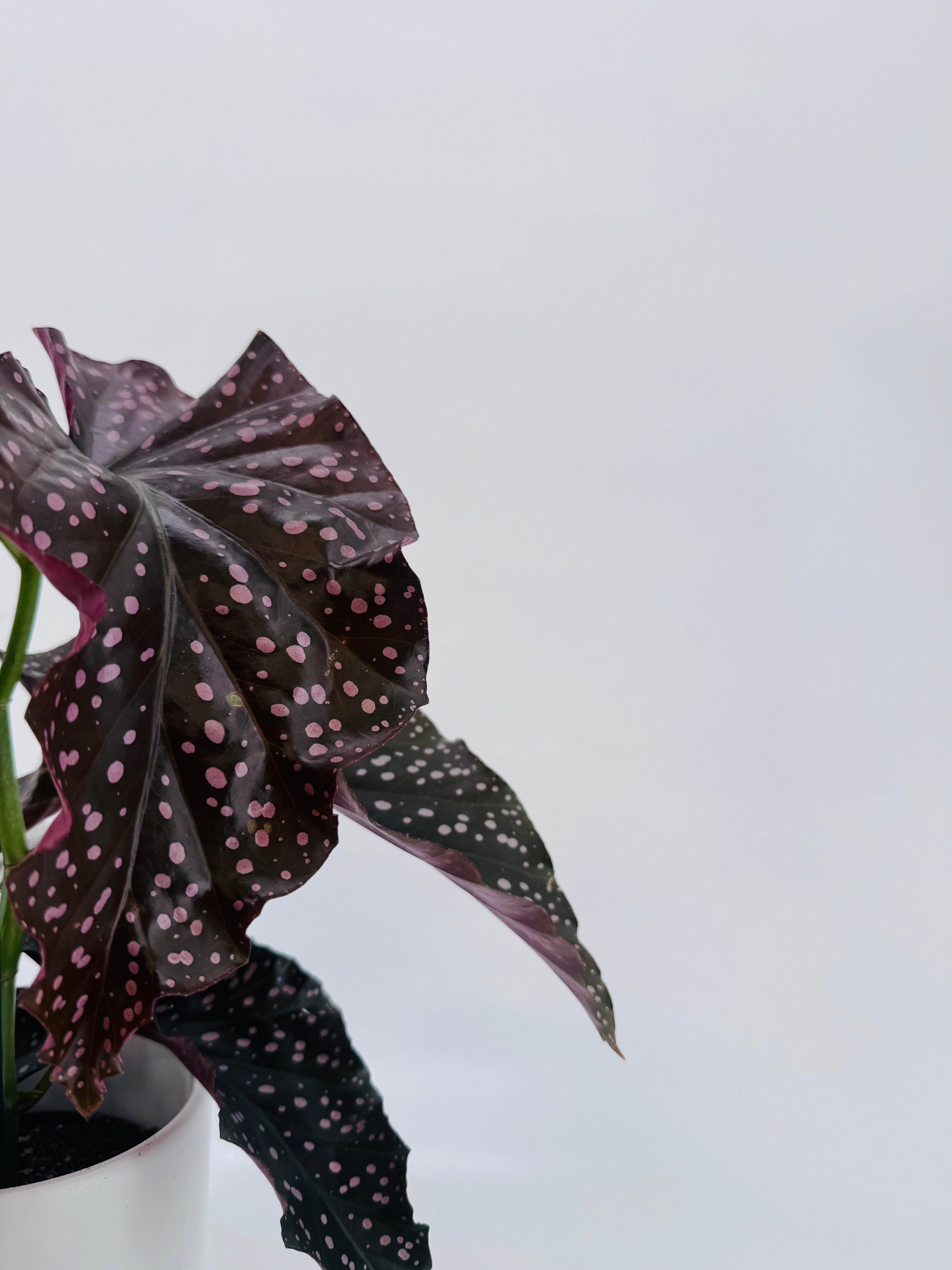 Begonia Foliage Maculata con hojas verde oscuro, lunares plateados y reverso rojizo en maceta blanca.