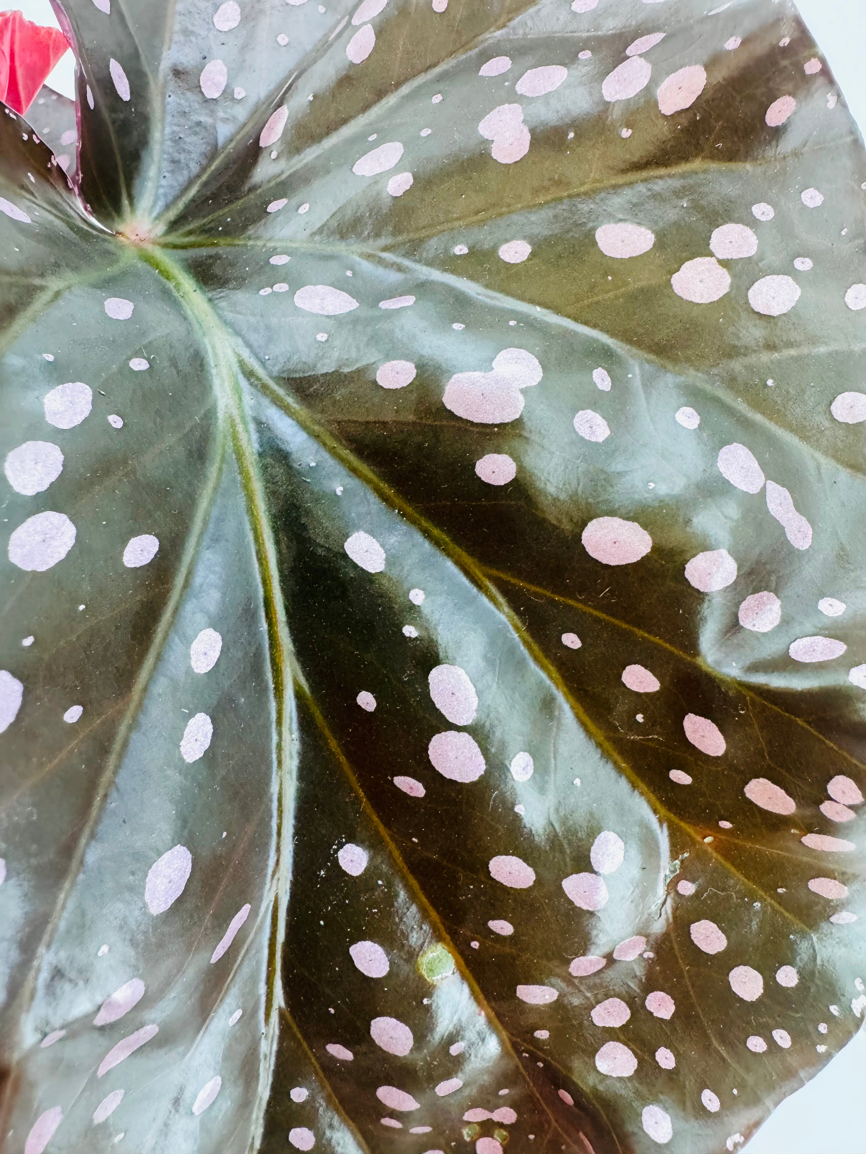 Hoja de Begonia Maculata verde oscuro con lunares plateados y reverso rojizo.