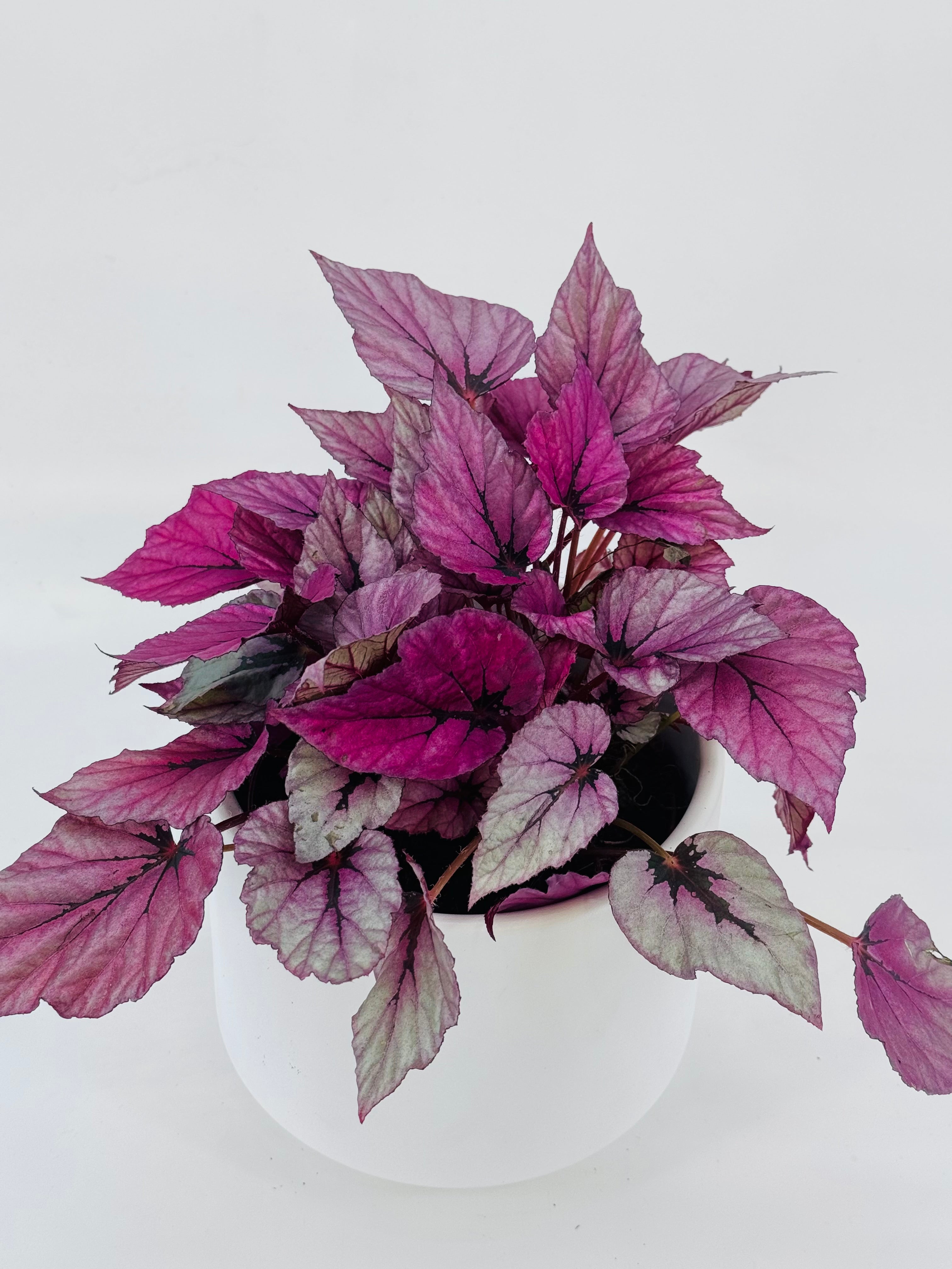 BEGONIA FOLIAGE REX M17
