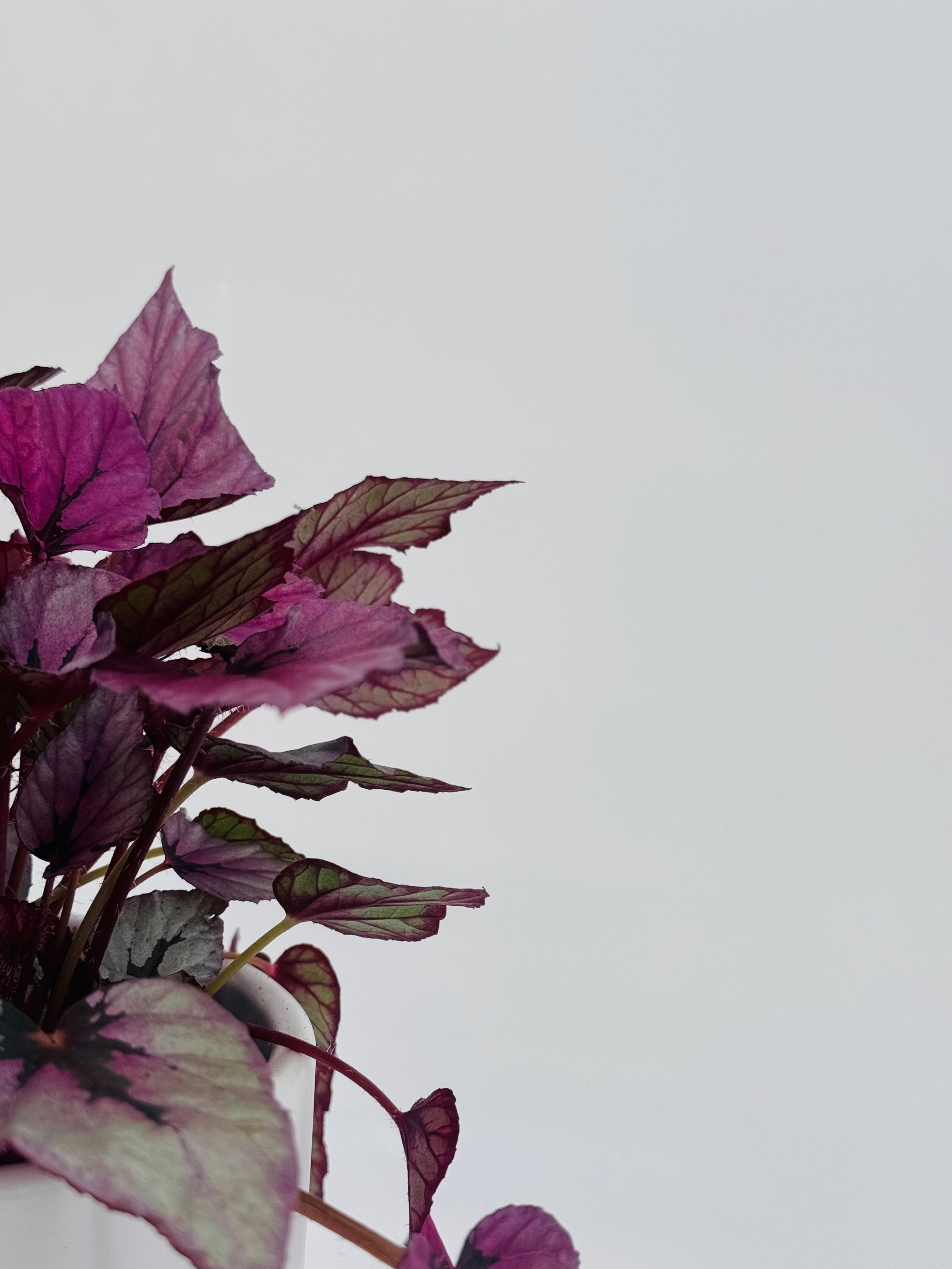 Begonia Foliage Rex M17 con hojas onduladas en tonos intensos de fucsia, verde y burdeos.